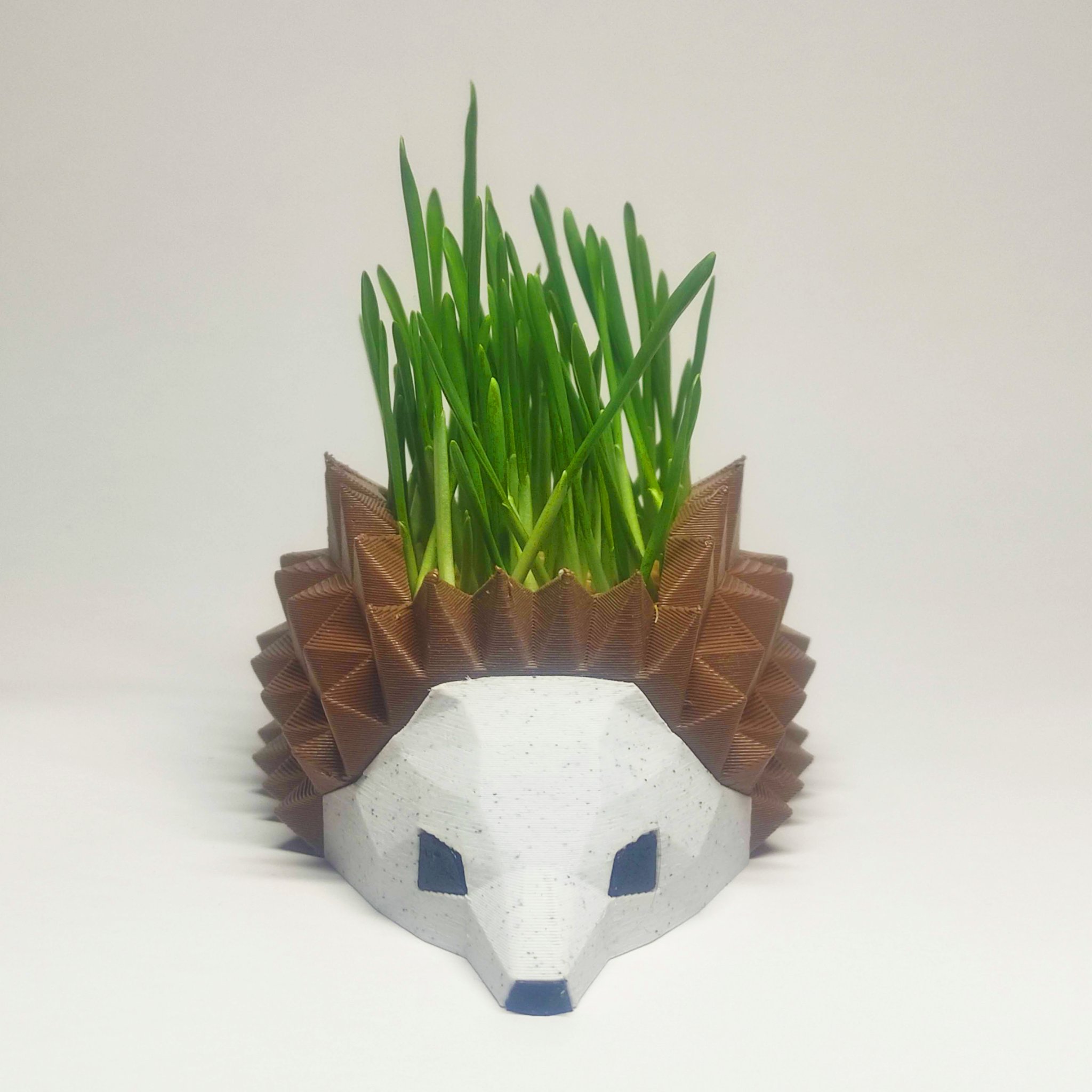 Chậu Cây Nhím, Khay Ươm Hạt Giống