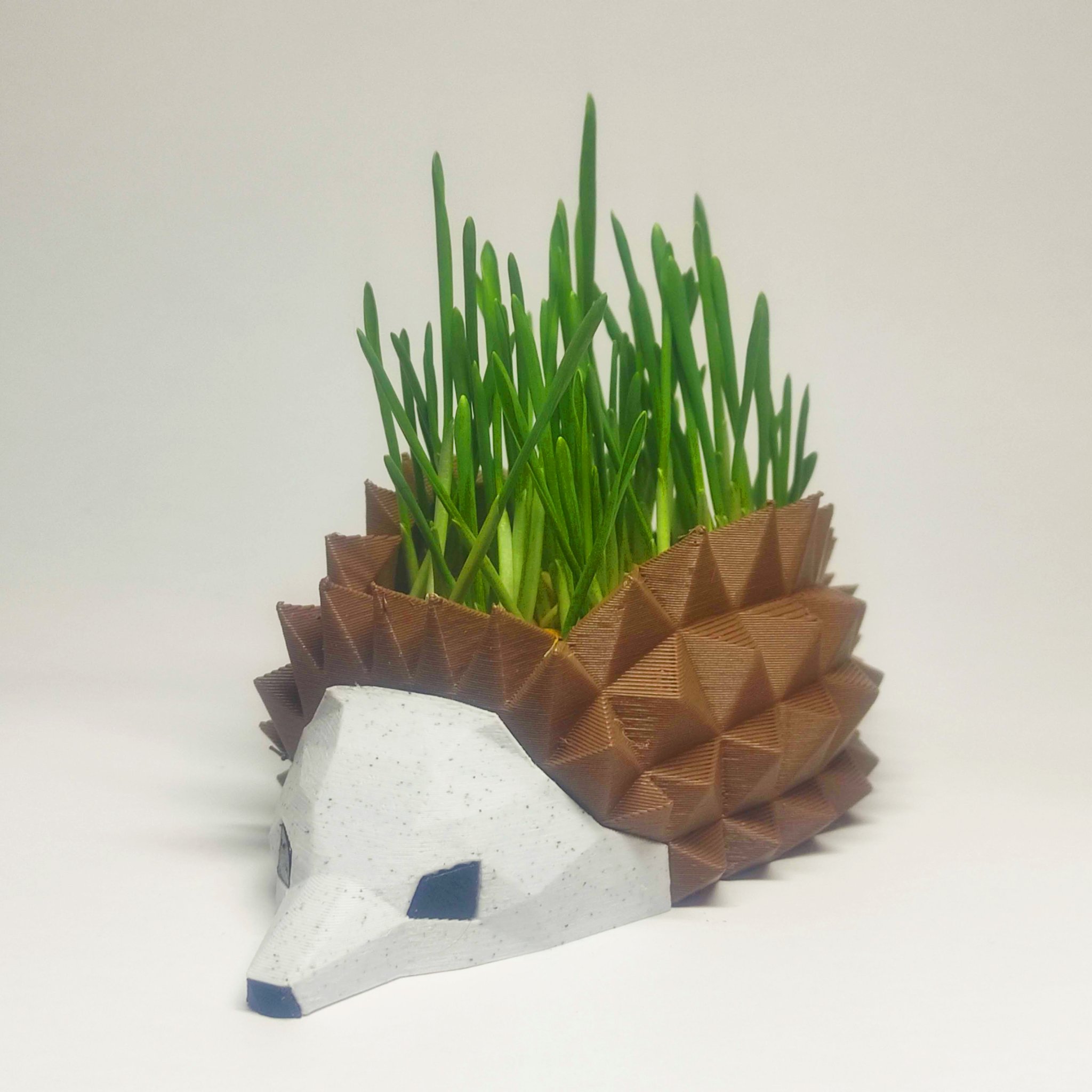 Chậu Cây Nhím, Khay Ươm Hạt Giống