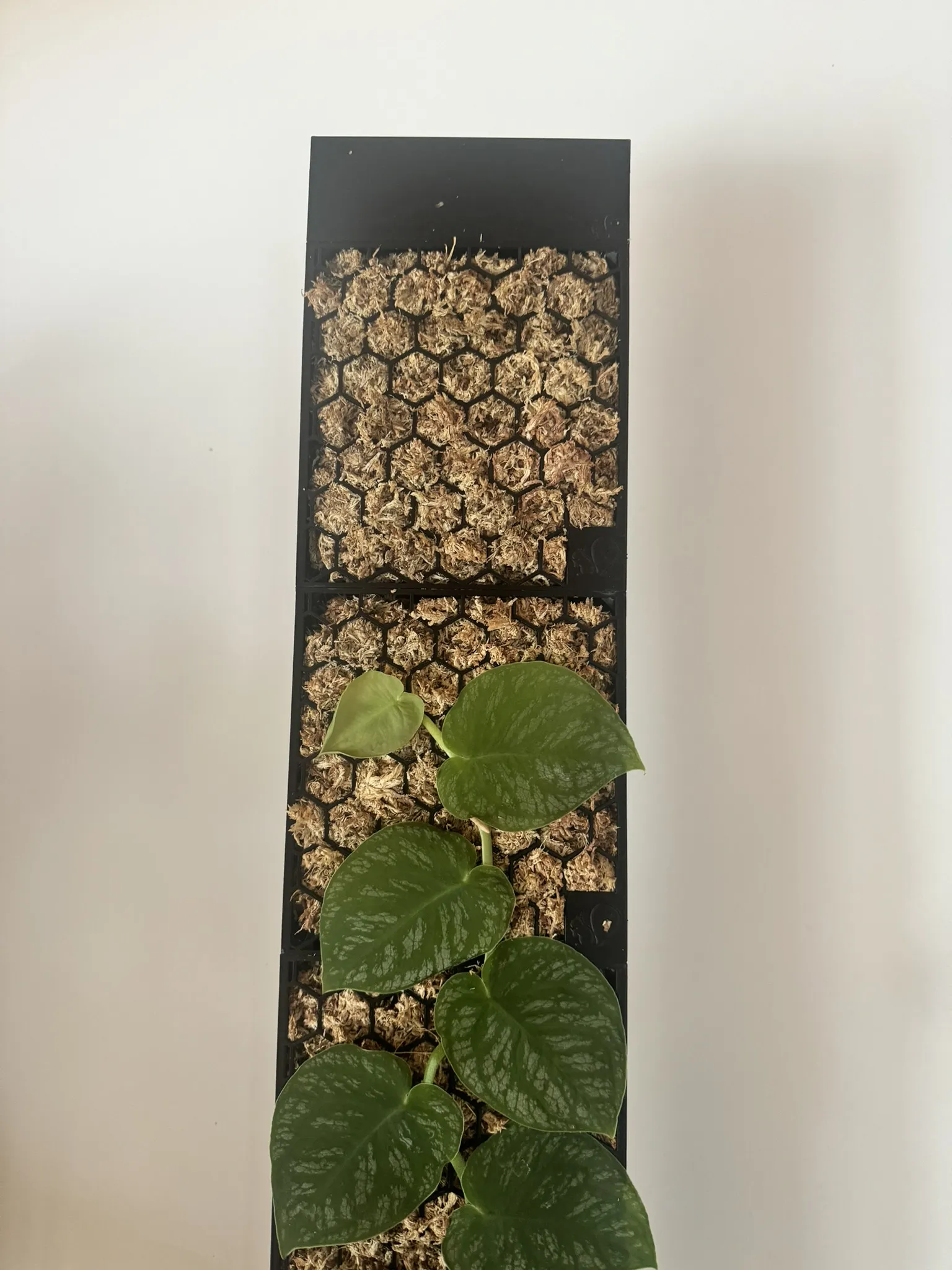 Moosstab Dubia 2.0 / Cọc rêu Monstera Dubia 2.0