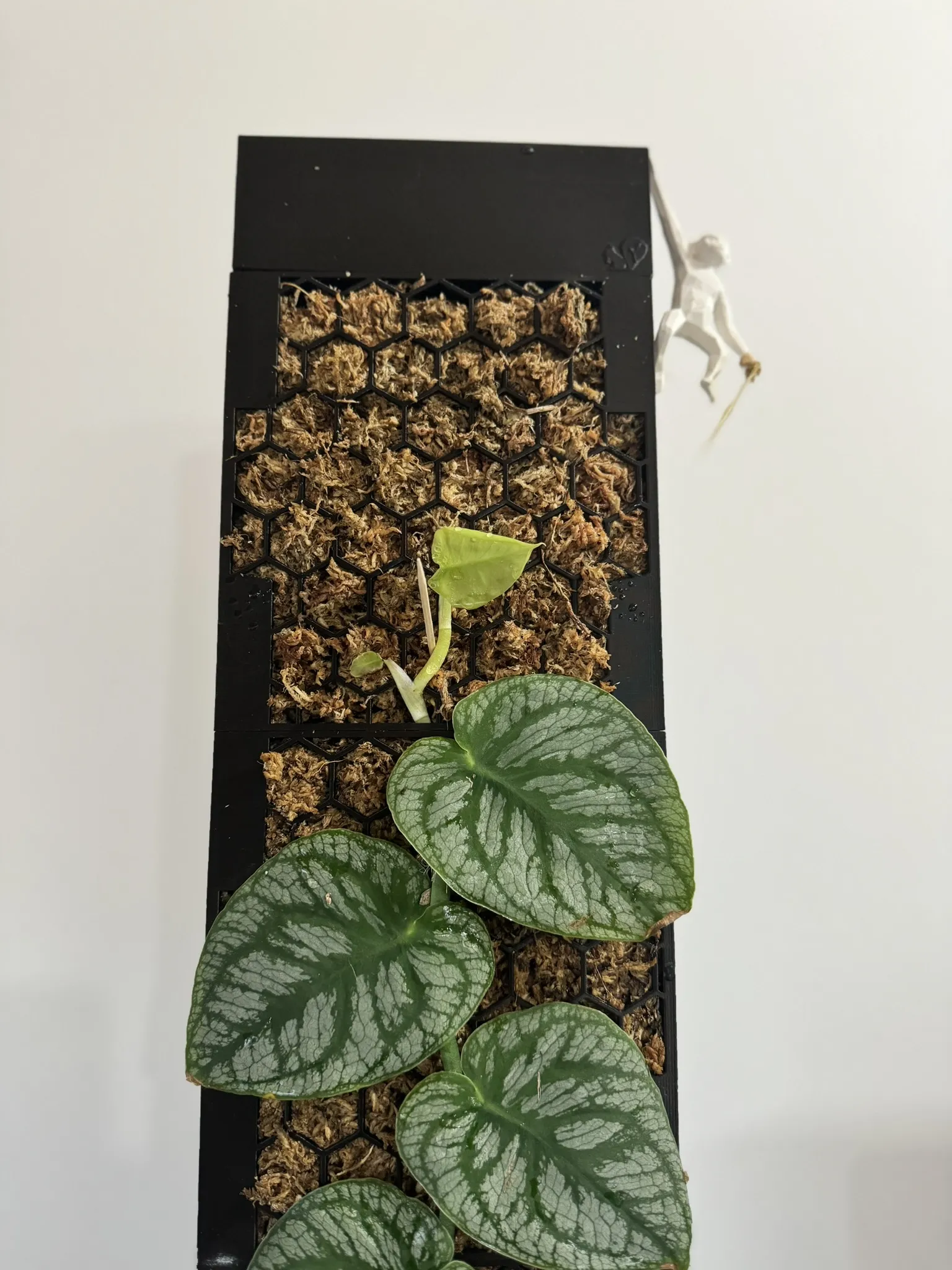 Moosstab Dubia 2.0 / Cọc rêu Monstera Dubia 2.0