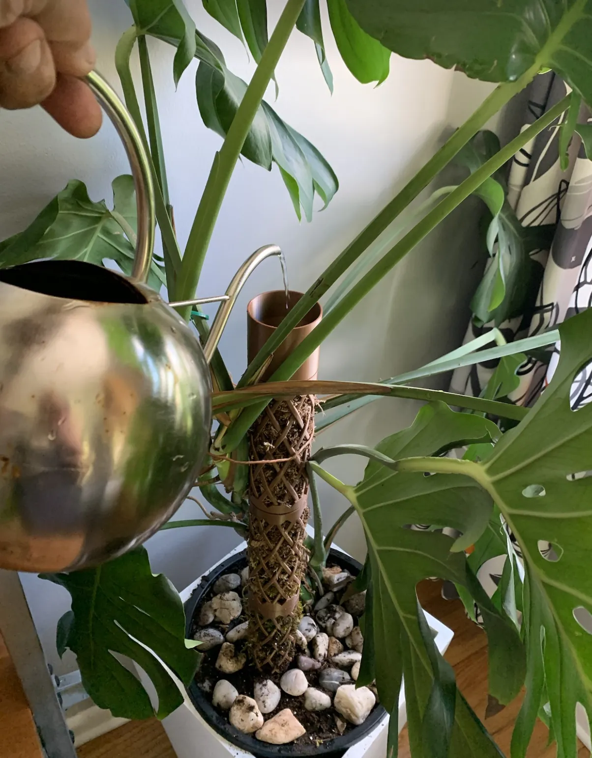 Cột rêu Monstera với hệ thống tưới nhỏ giọt tự động