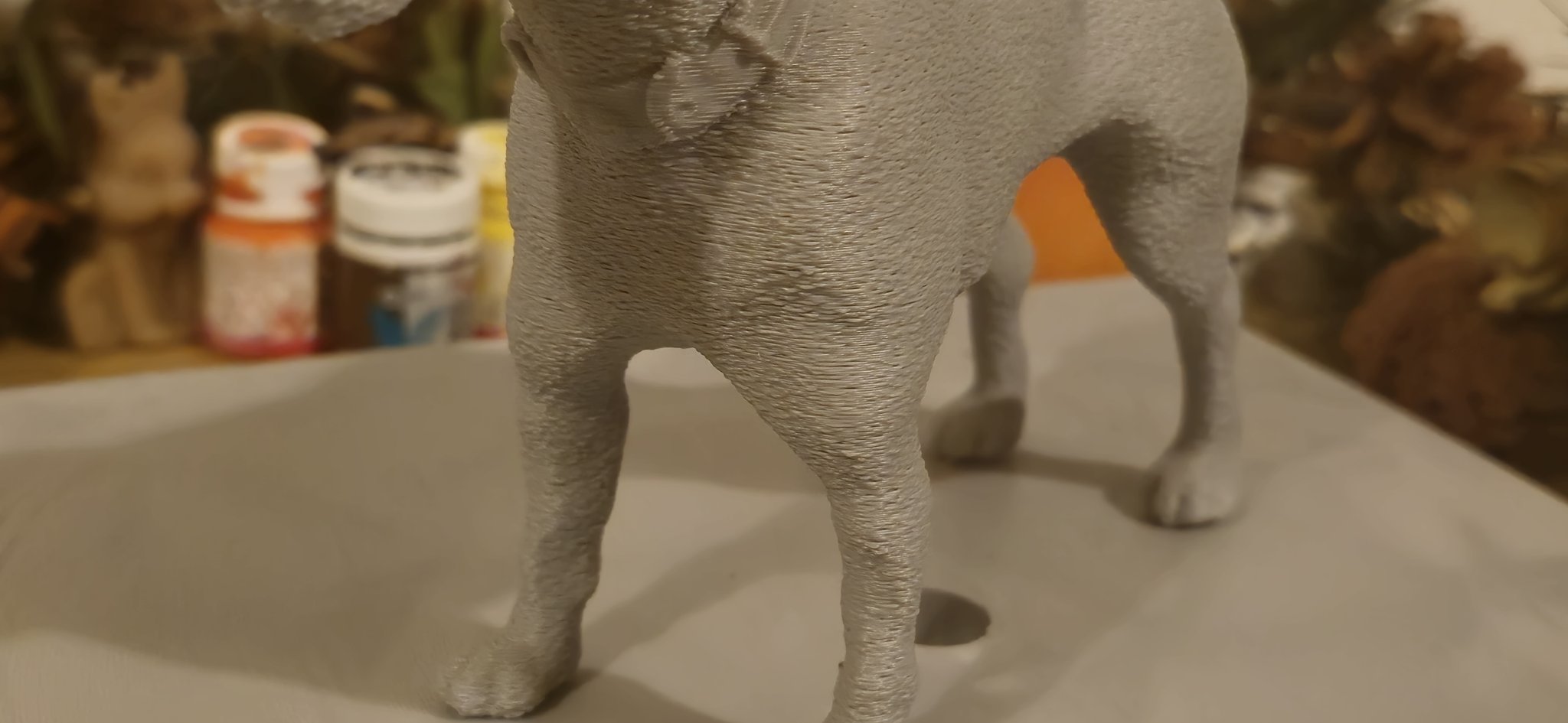 Chó Jack Russell Terrier dễ thương và năng động