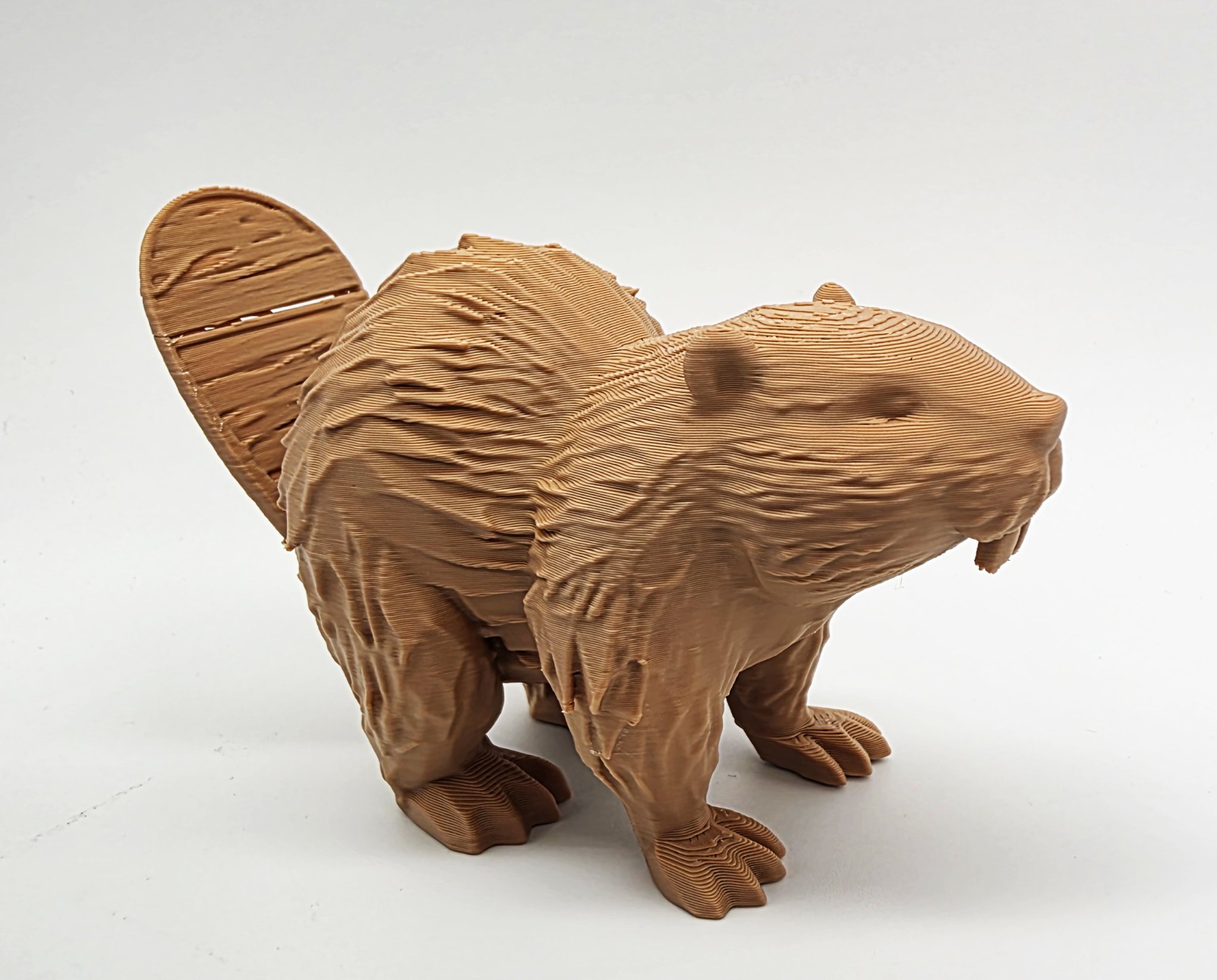 Castor gỗ với đuôi có vết nứt nhỏ