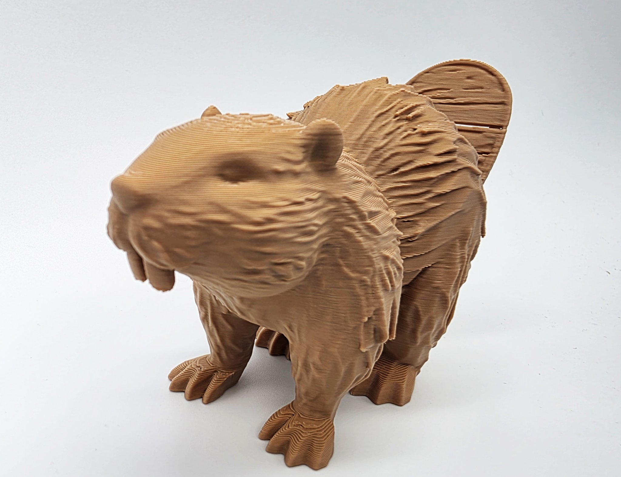 Castor gỗ với đuôi có vết nứt nhỏ