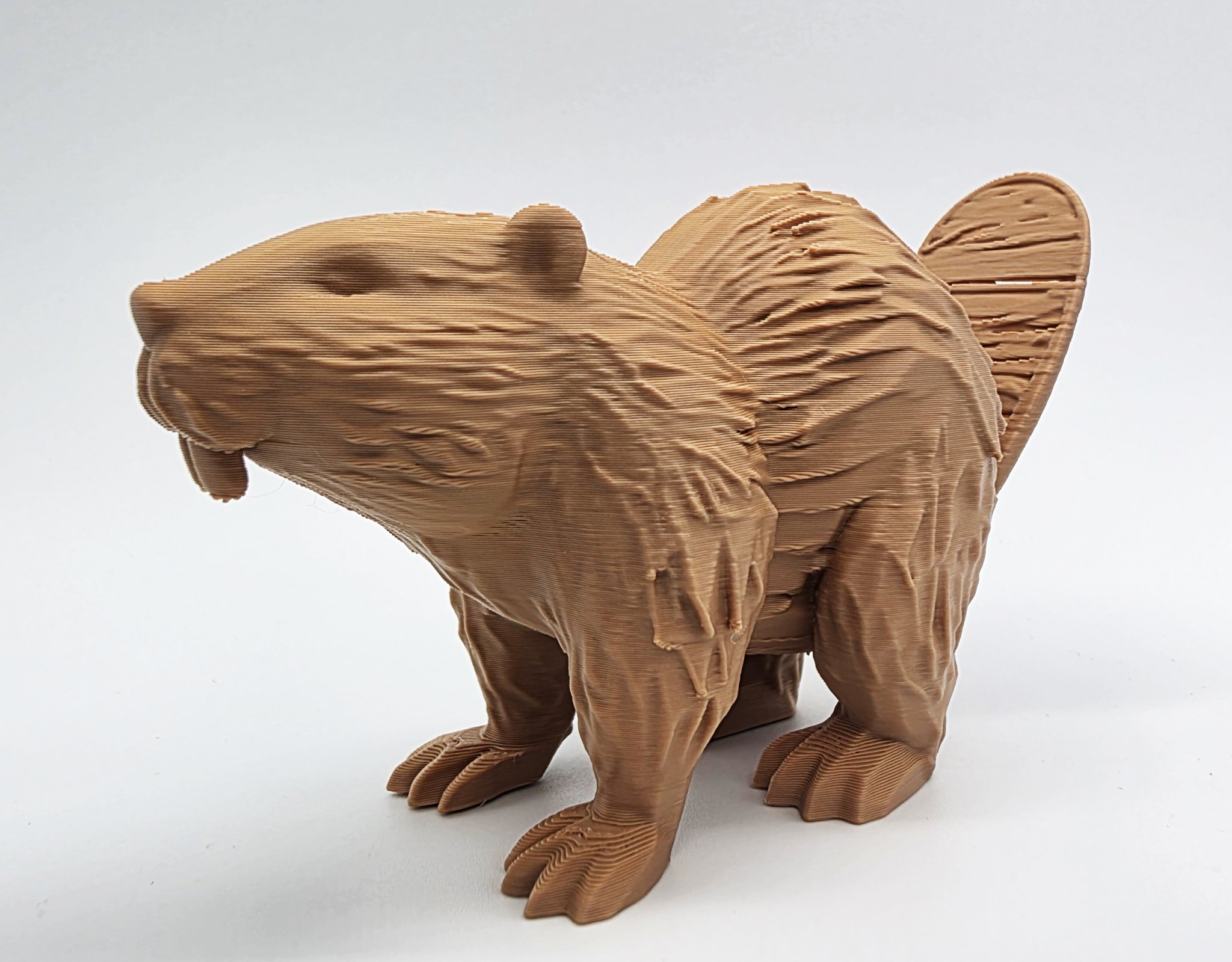 Castor gỗ với đuôi có vết nứt nhỏ