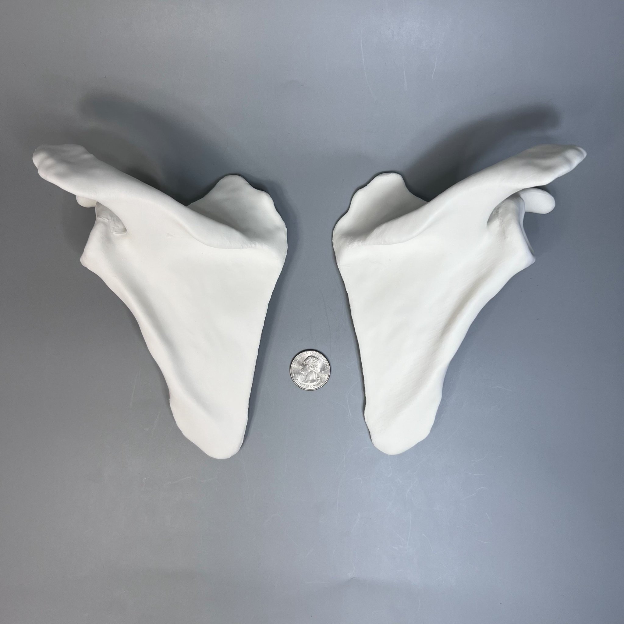 Xương Bả Vai Trái và Phải từ CT scan, Kích thước thật