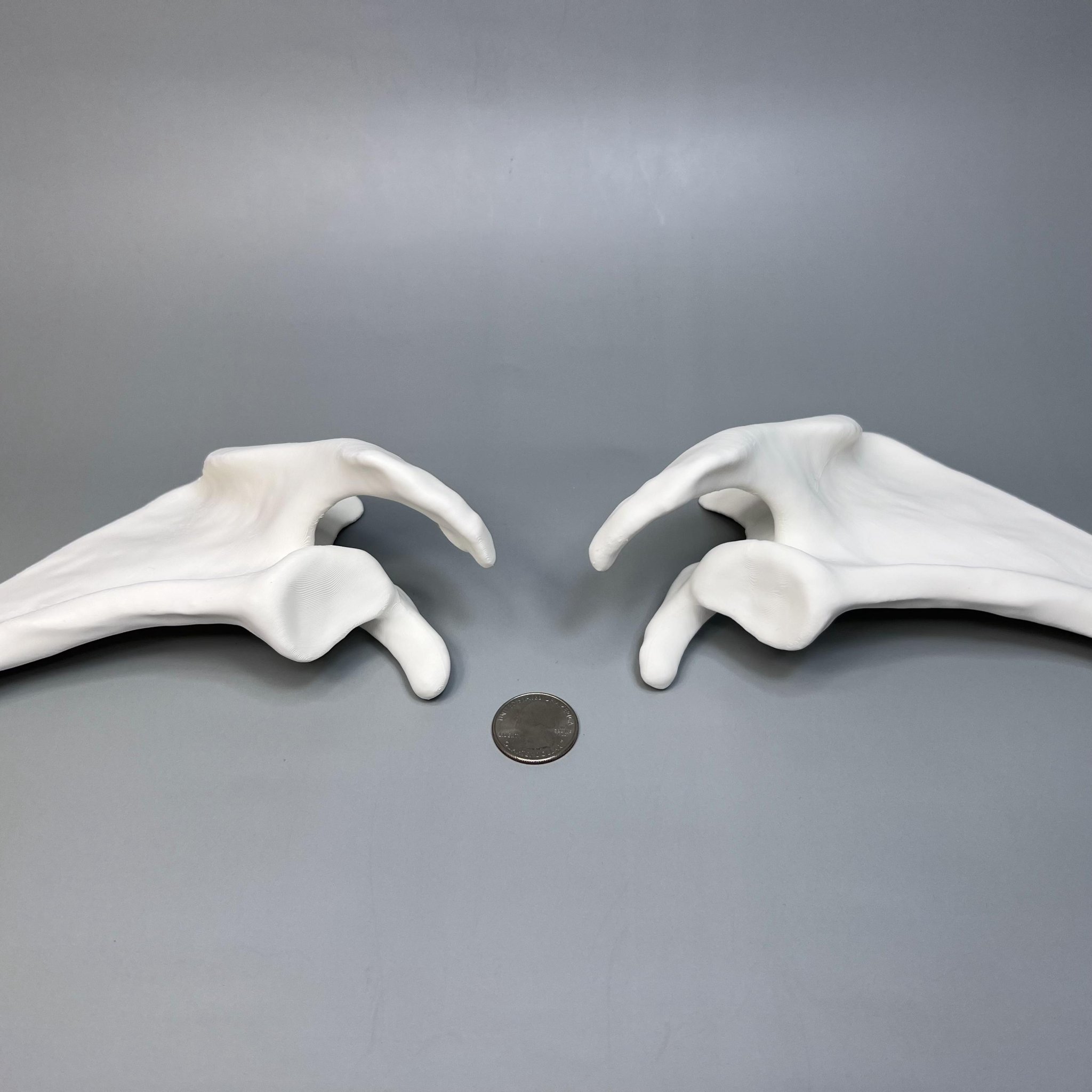 Xương Bả Vai Trái và Phải từ CT scan, Kích thước thật