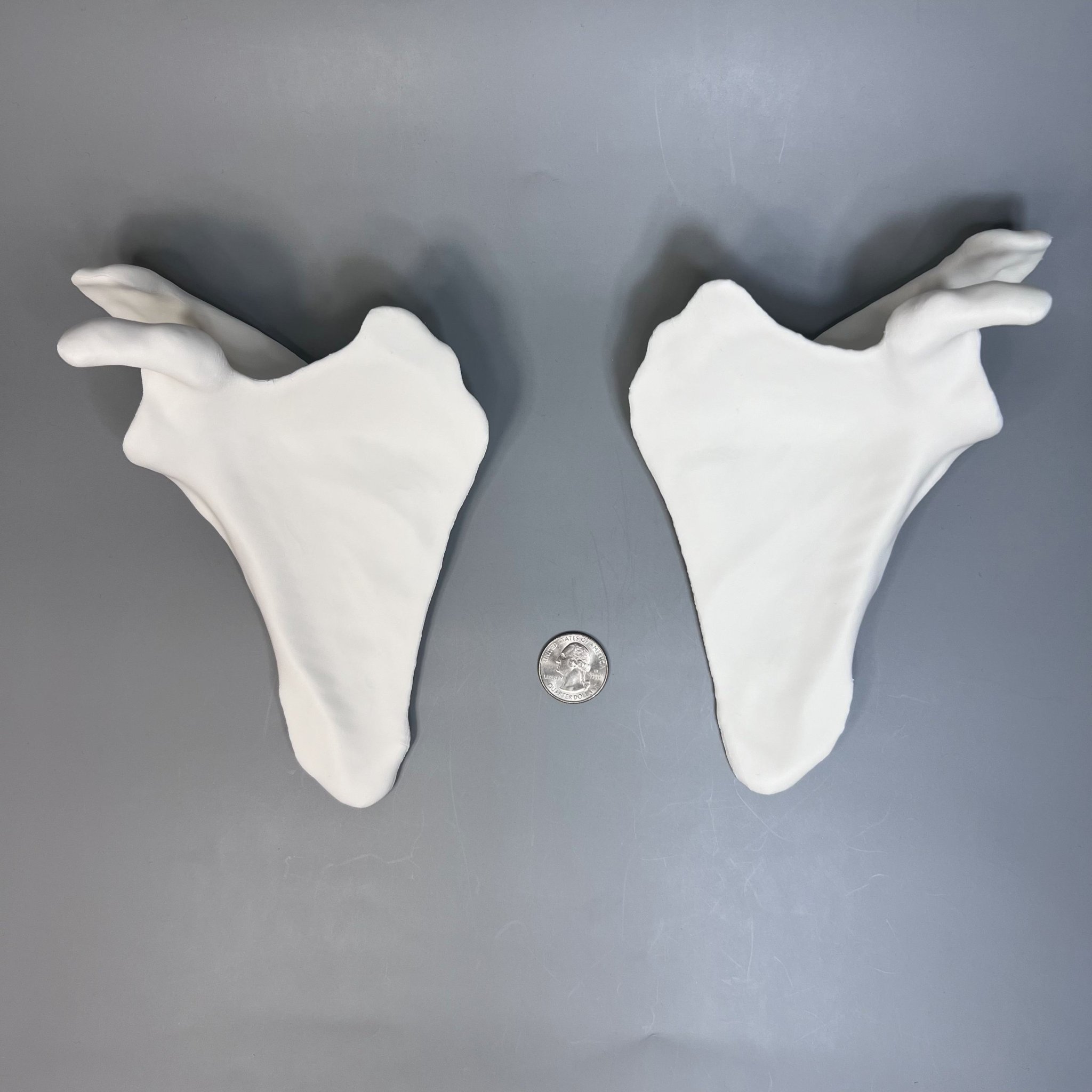 Xương Bả Vai Trái và Phải từ CT scan, Kích thước thật