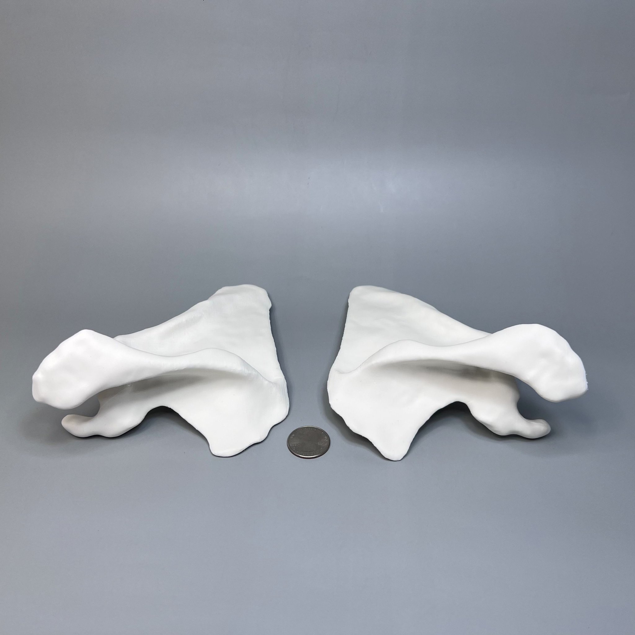 Xương Bả Vai Trái và Phải từ CT scan, Kích thước thật