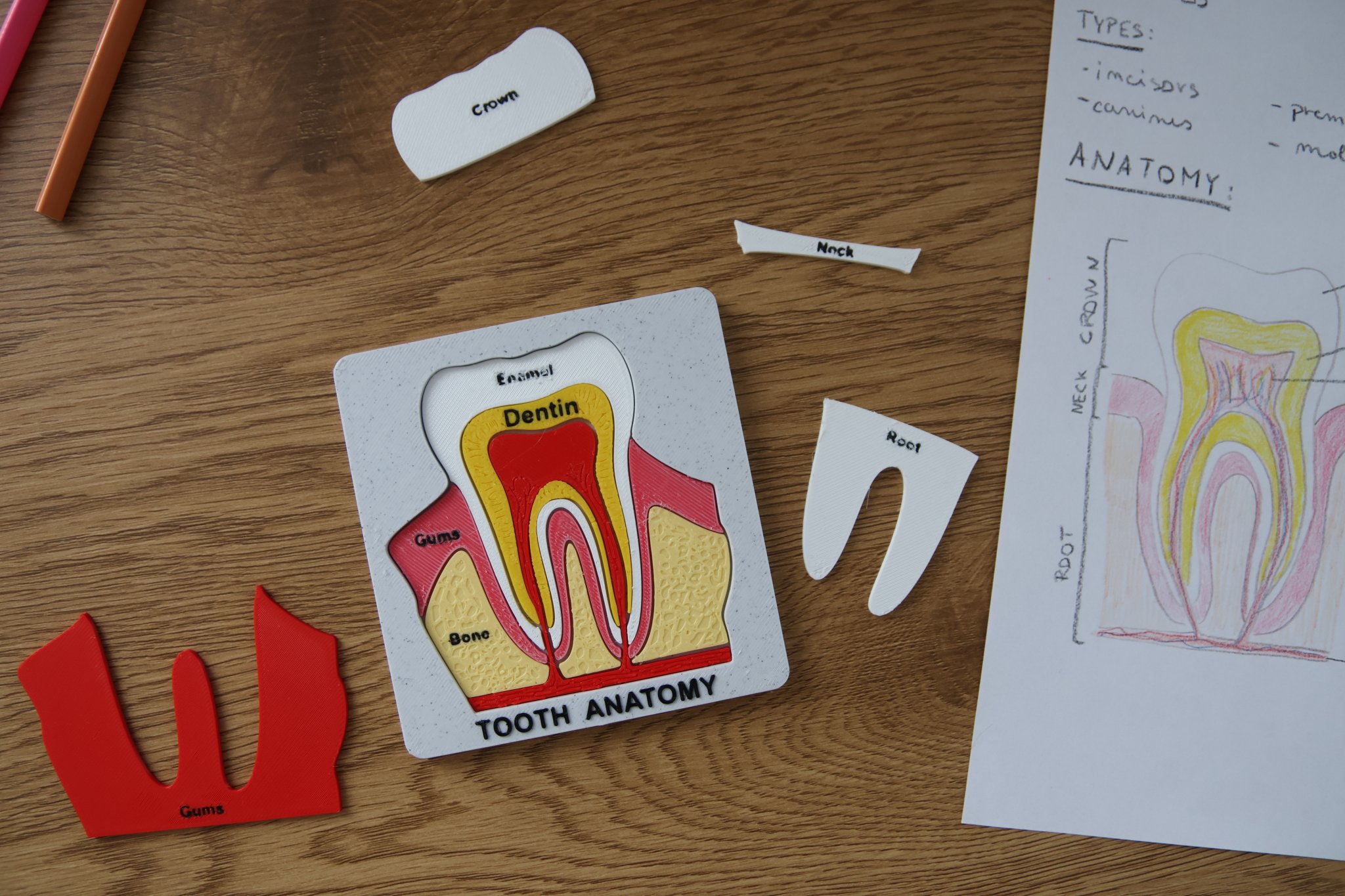 Bộ Xếp Hình Giải Phẫu Răng