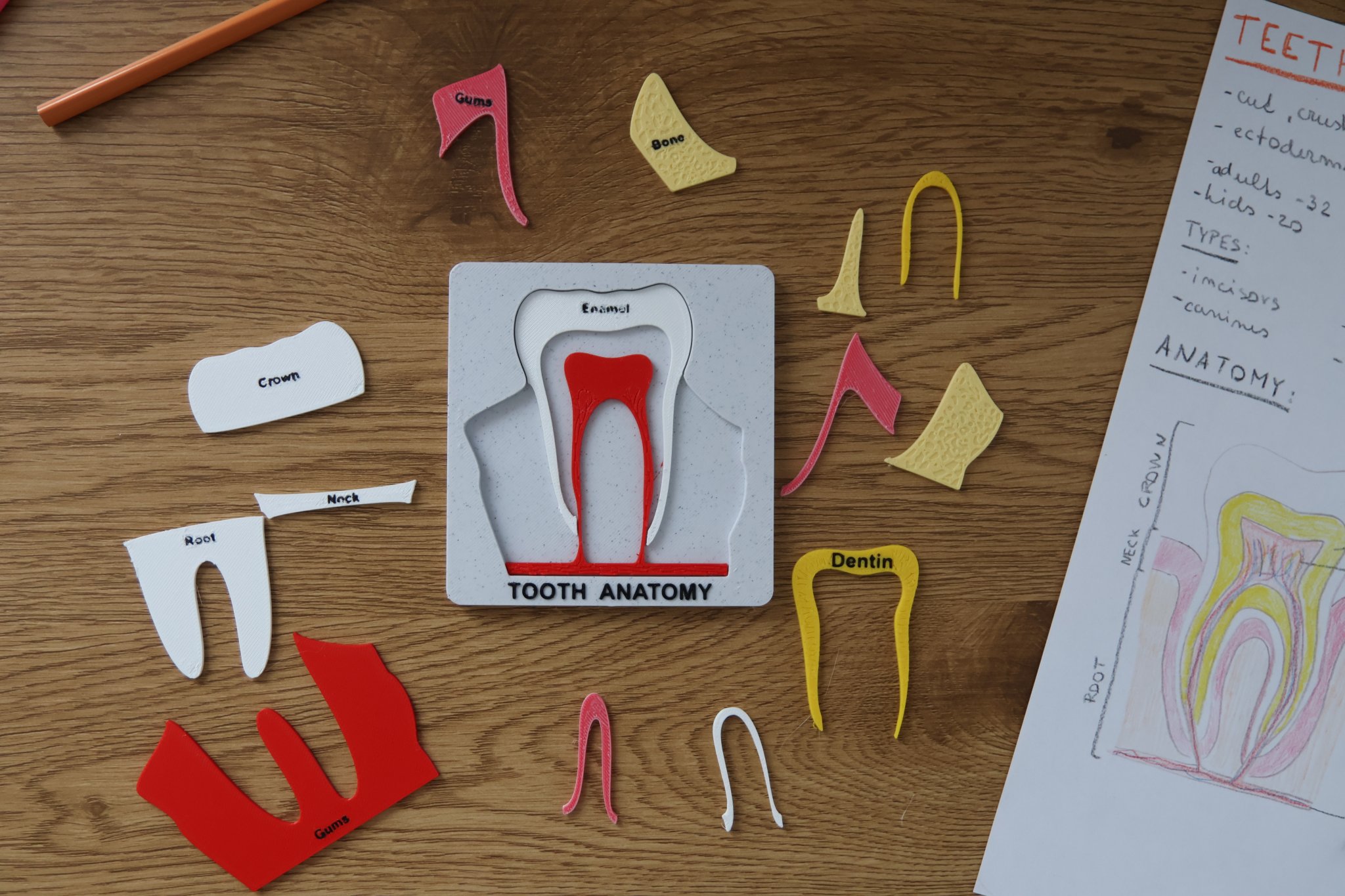 Bộ Xếp Hình Giải Phẫu Răng