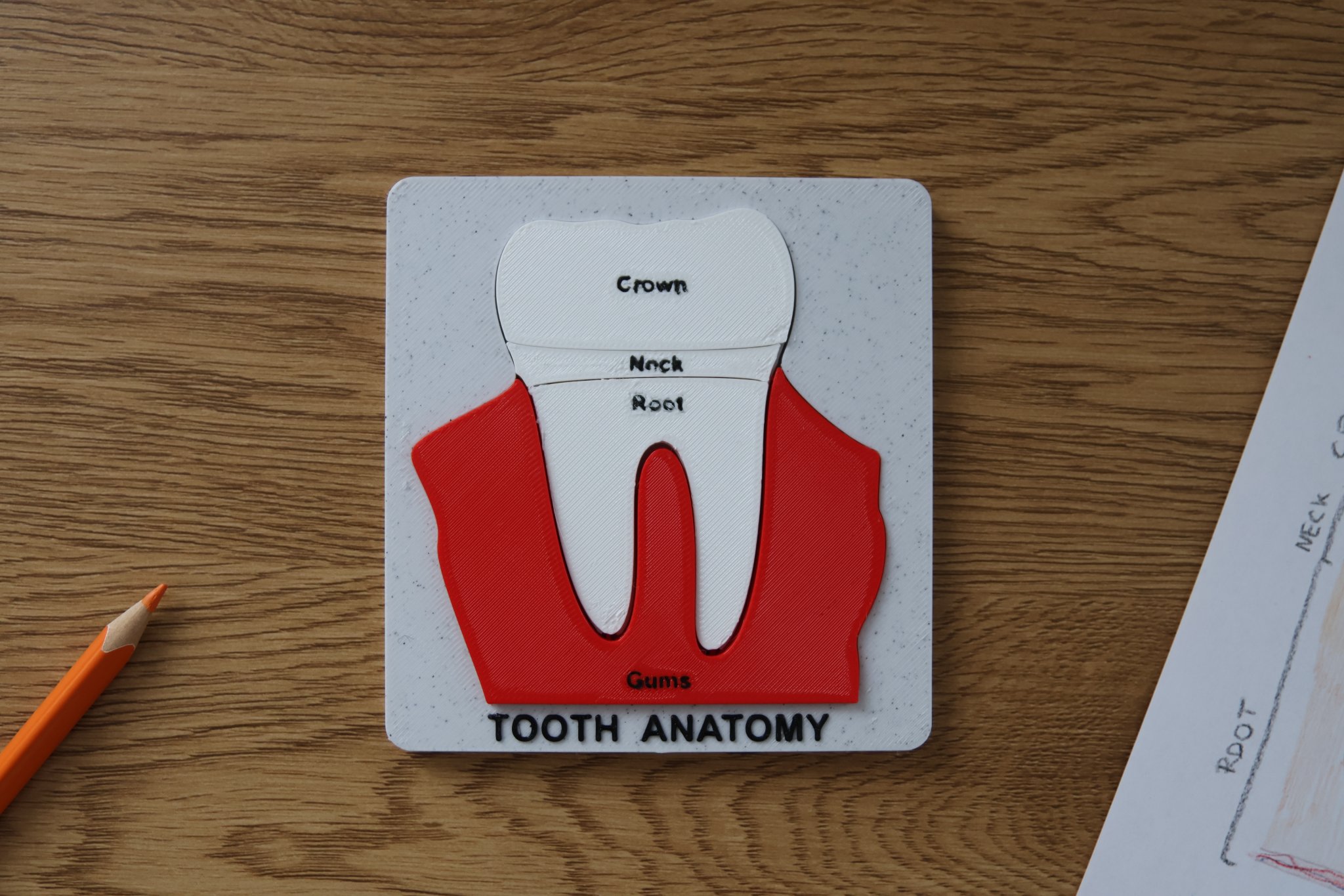 Bộ Xếp Hình Giải Phẫu Răng