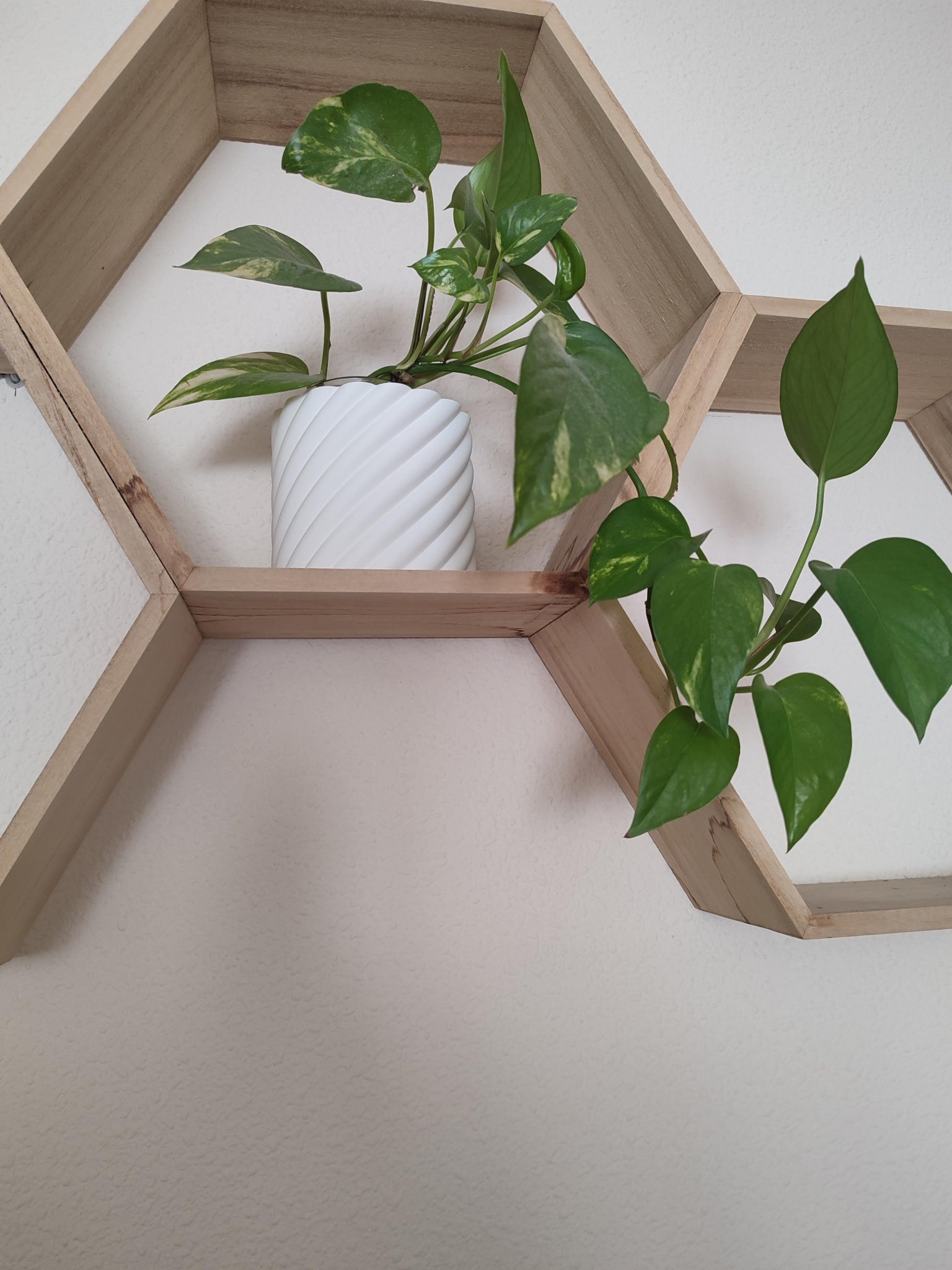 Chậu hoa thanh lịch