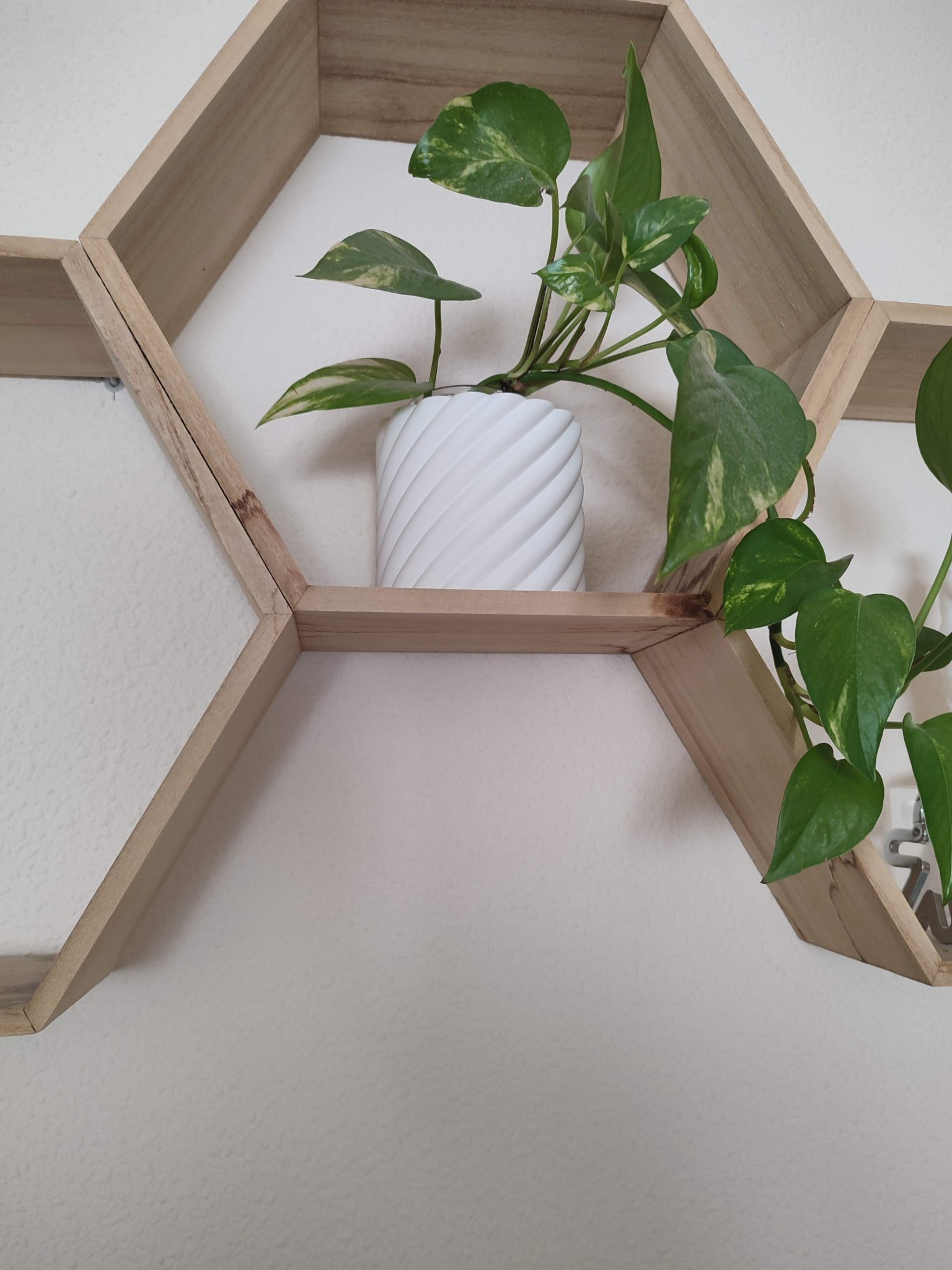 Chậu hoa thanh lịch