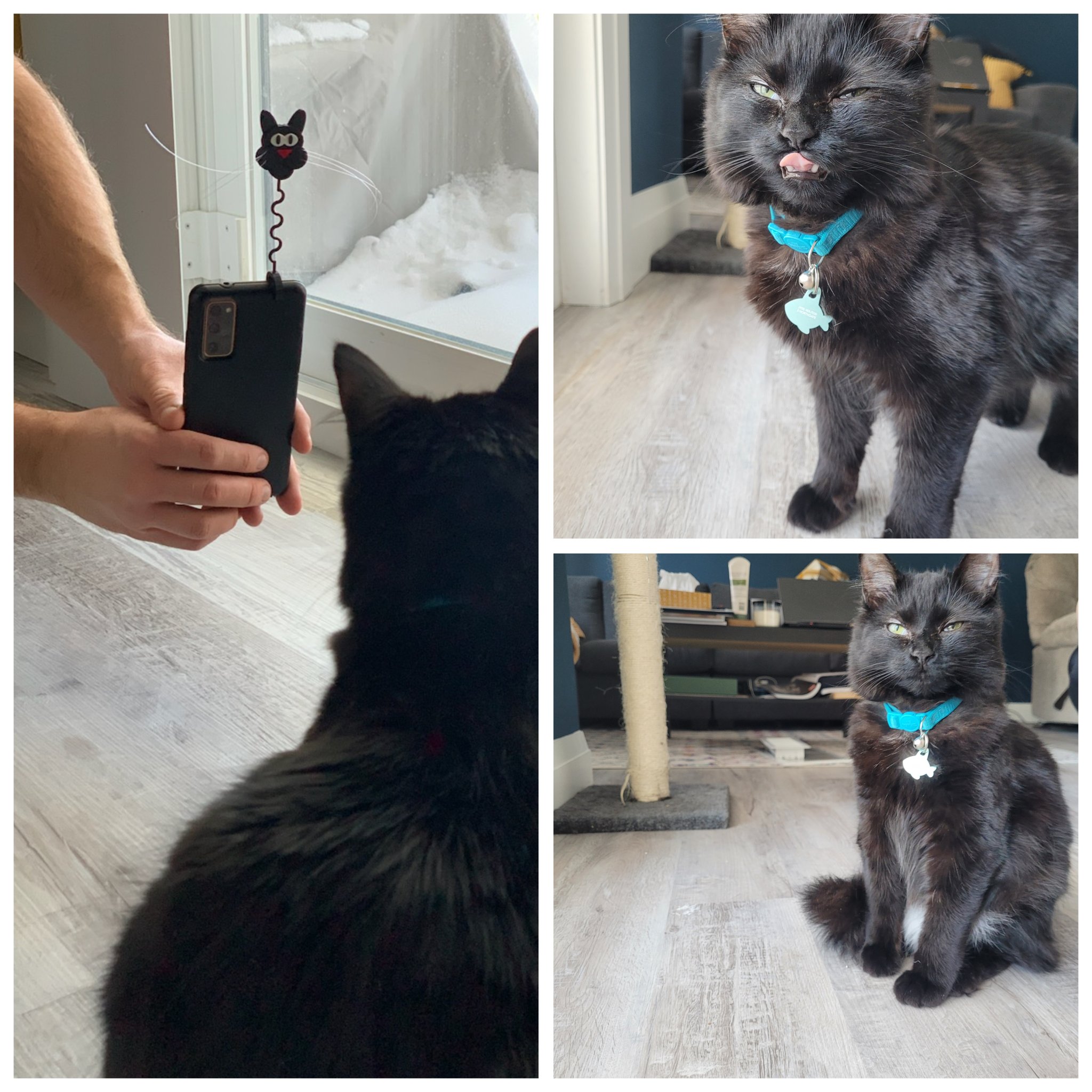 Giá đỡ điện thoại để chụp ảnh thú cưng