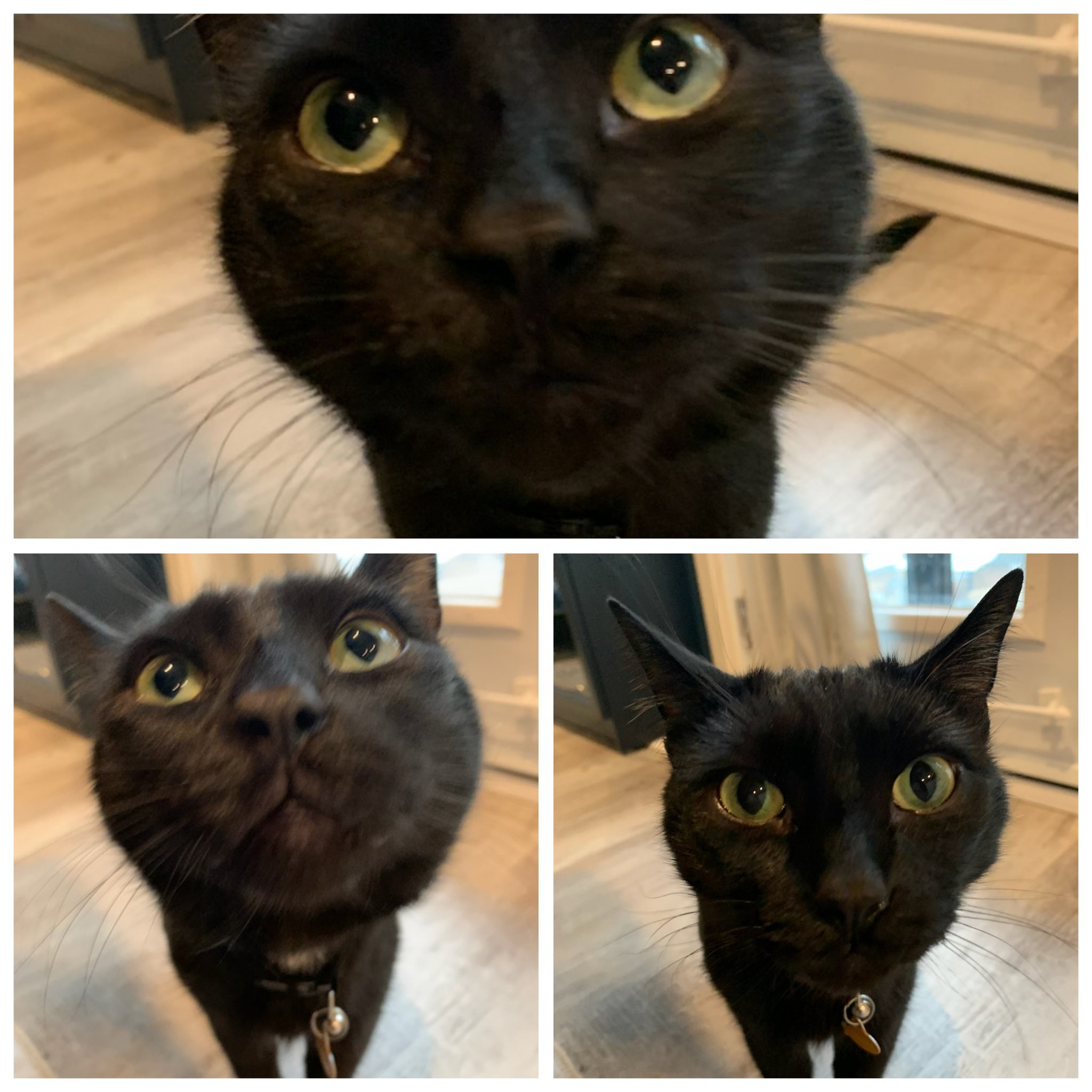 Giá đỡ điện thoại để chụp ảnh thú cưng