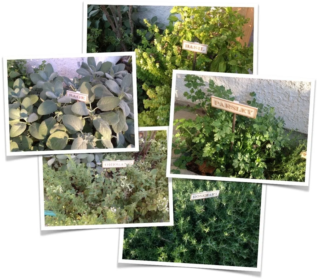 Biển báo làm vườn cho cây gia vị tại nhà