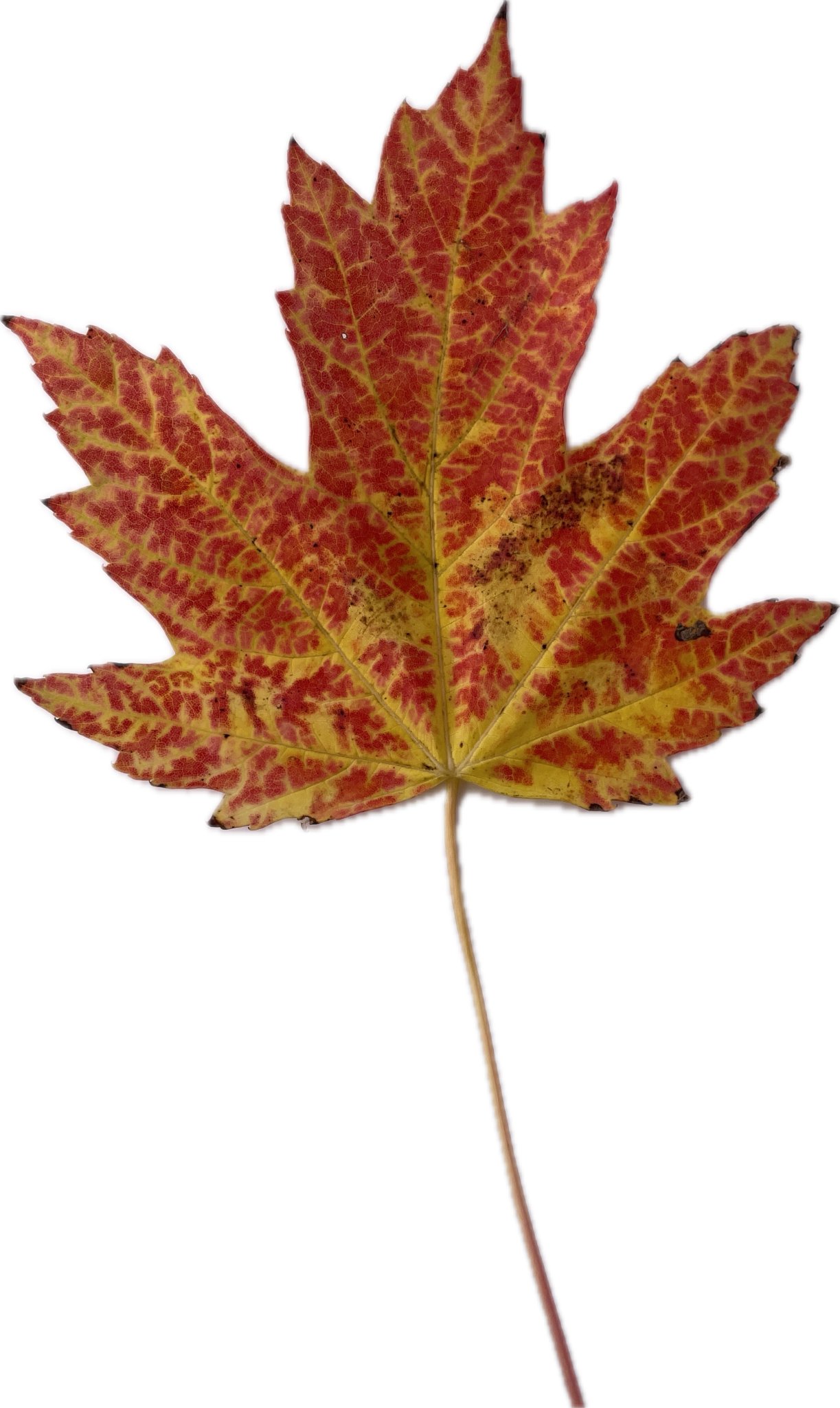 Lá phong mùa thu - Thiết kế sống động từ HueForge