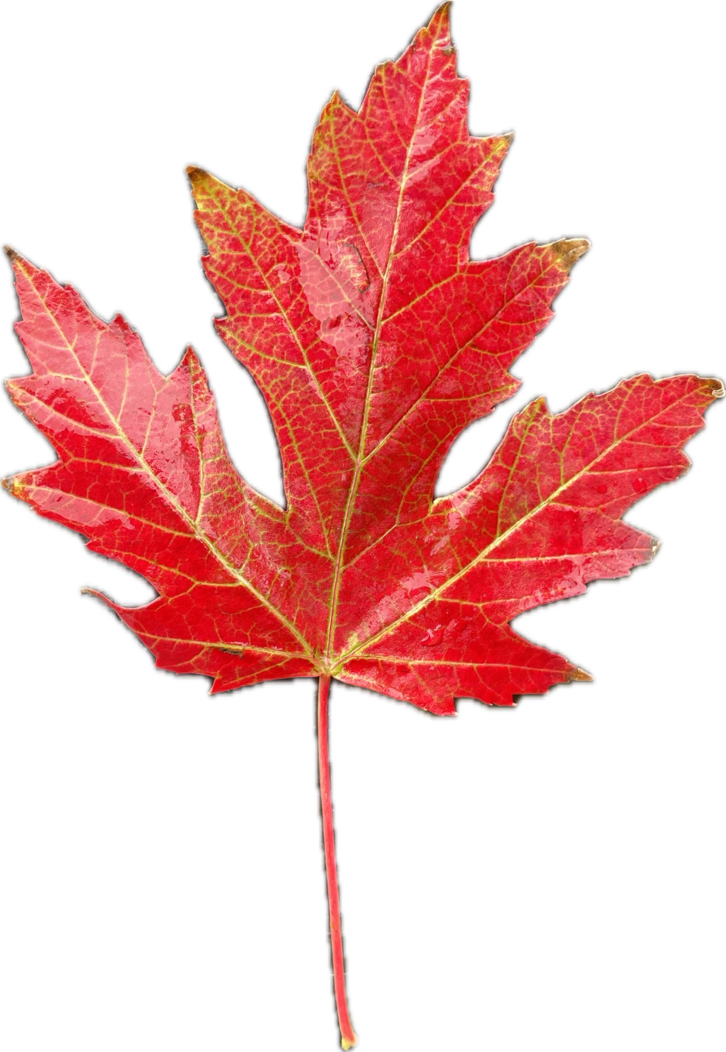 Lá phong mùa thu - Thiết kế sống động từ HueForge