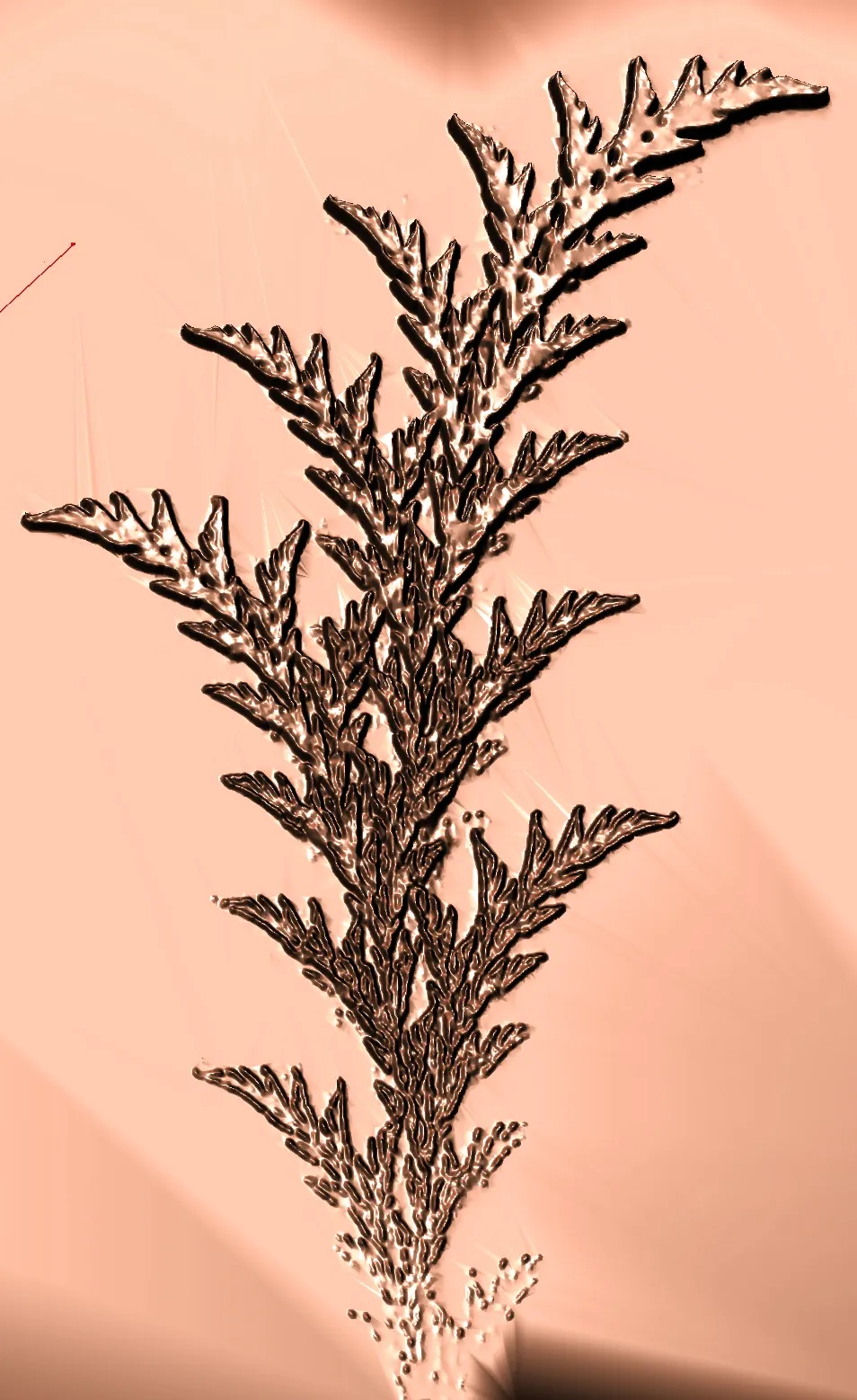 Cây dương xỉ fractal từ video chó điên rồ