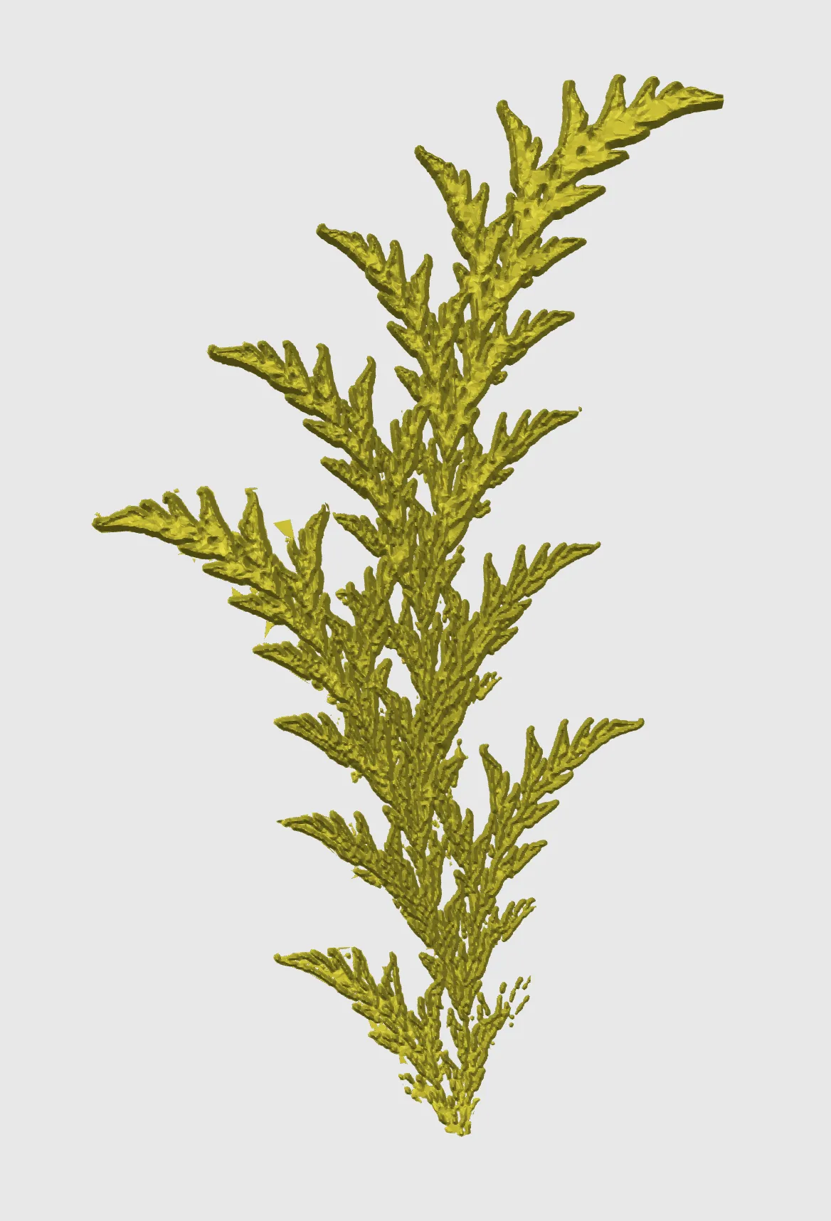 Cây dương xỉ fractal từ video chó điên rồ