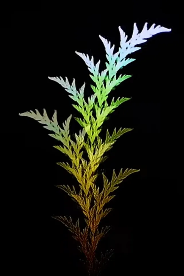 Cây dương xỉ fractal từ video chó điên rồ