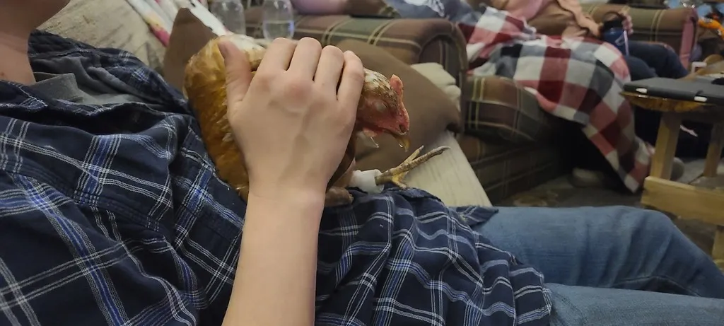 Chân giả kết nối với xương bàn chân cho gà v5