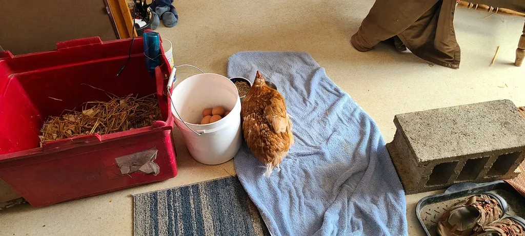 Chân giả kết nối với xương bàn chân cho gà v5