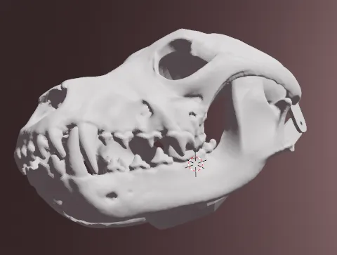 Mặt nạ sọ của sói xám