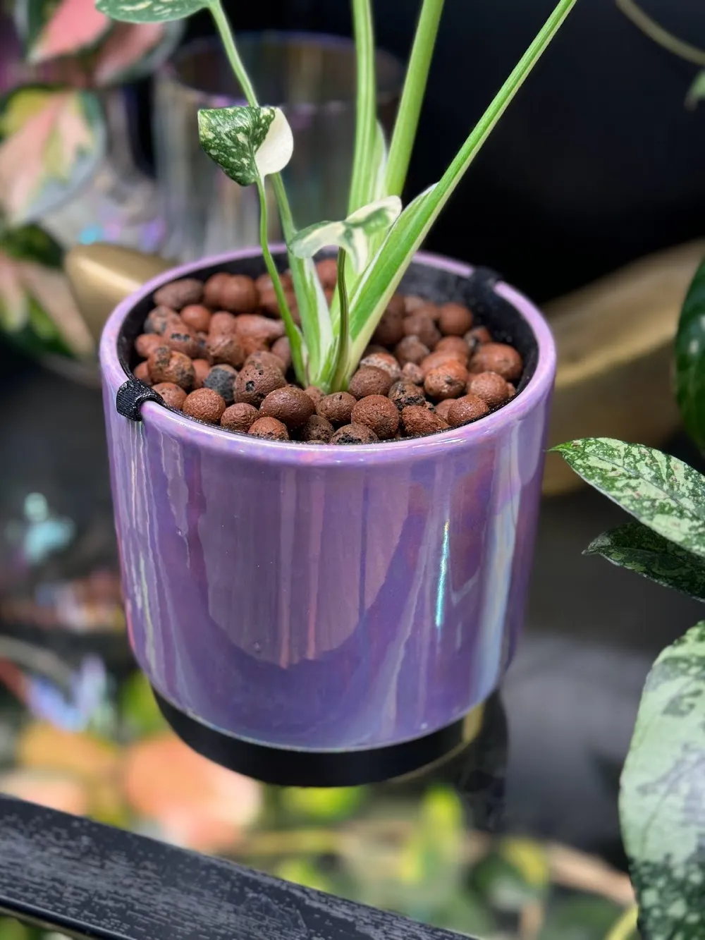 Lớp lót chậu cây tùy chỉnh cho LECA hoặc bán thủy canh