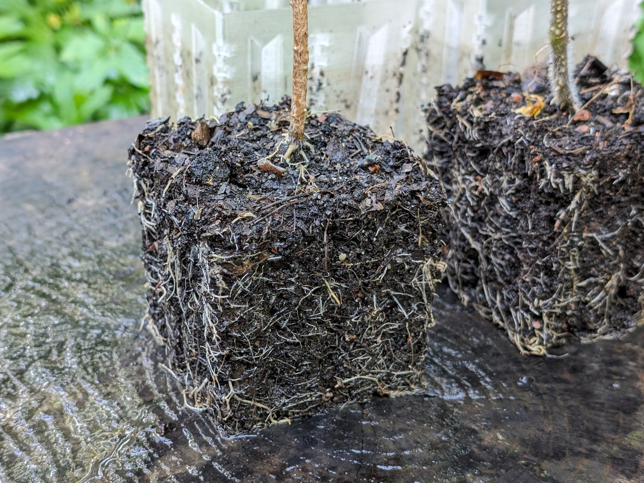 Khay ươm hạt giống với tính năng cắt tỉa không khí cho bình ...