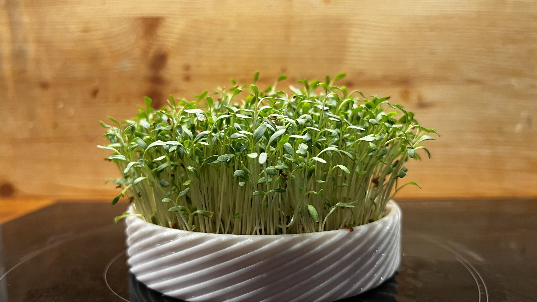 Bộ chậu gieo hạt cho microgreens tại nhà