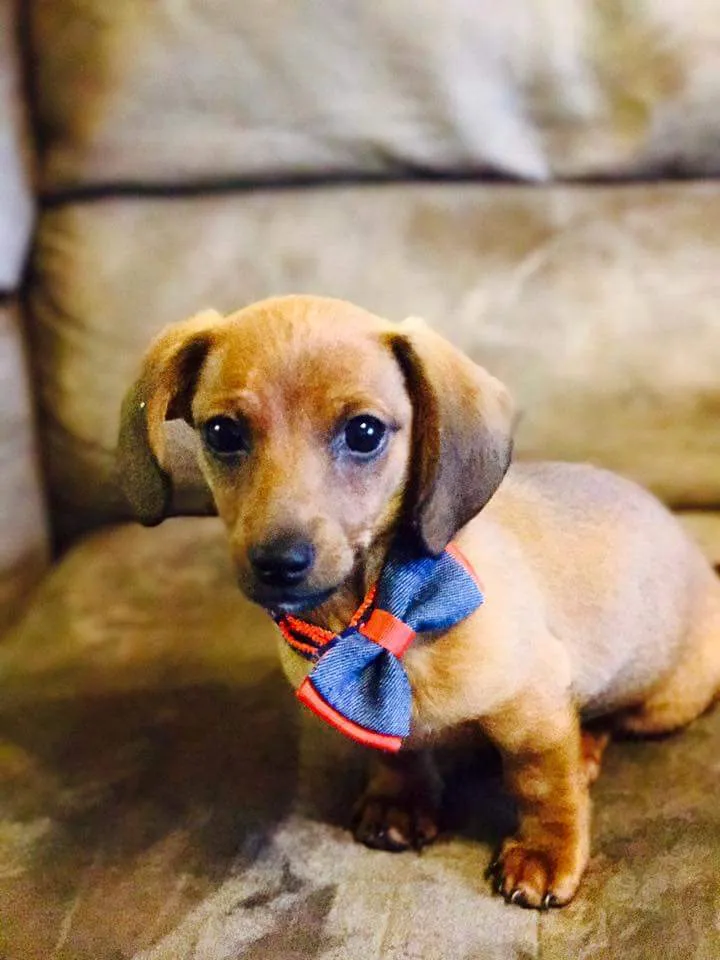 Chó Dachshund đồ chơi có khớp linh hoạt in sẵn