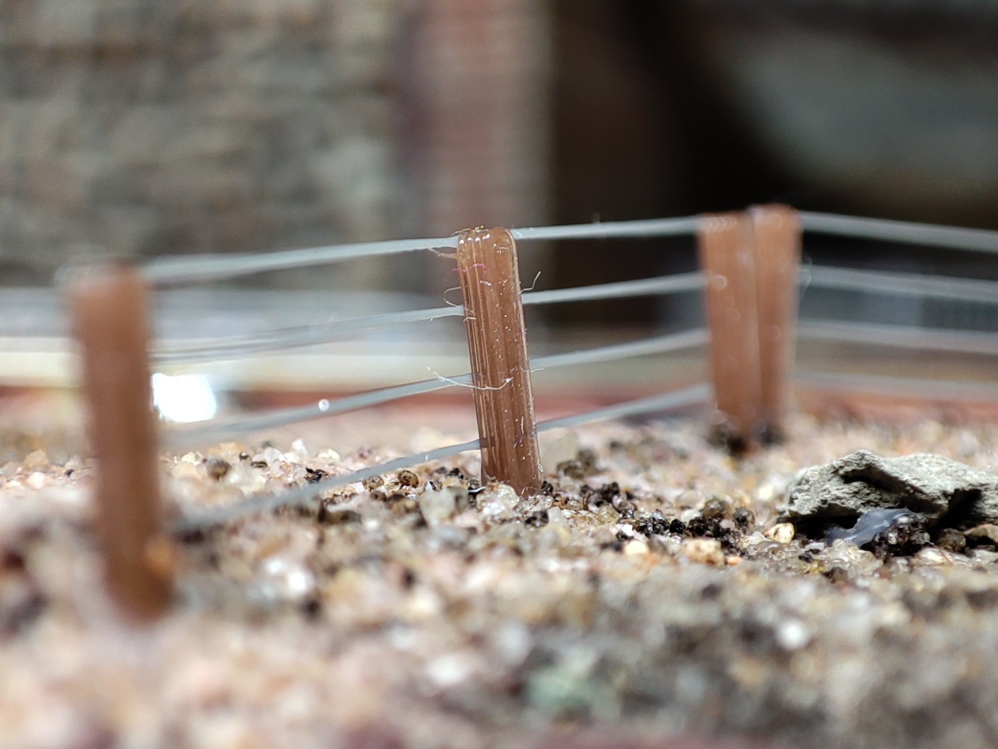 Hàng rào đồng cỏ quy mô N cho mô hình đường sắt