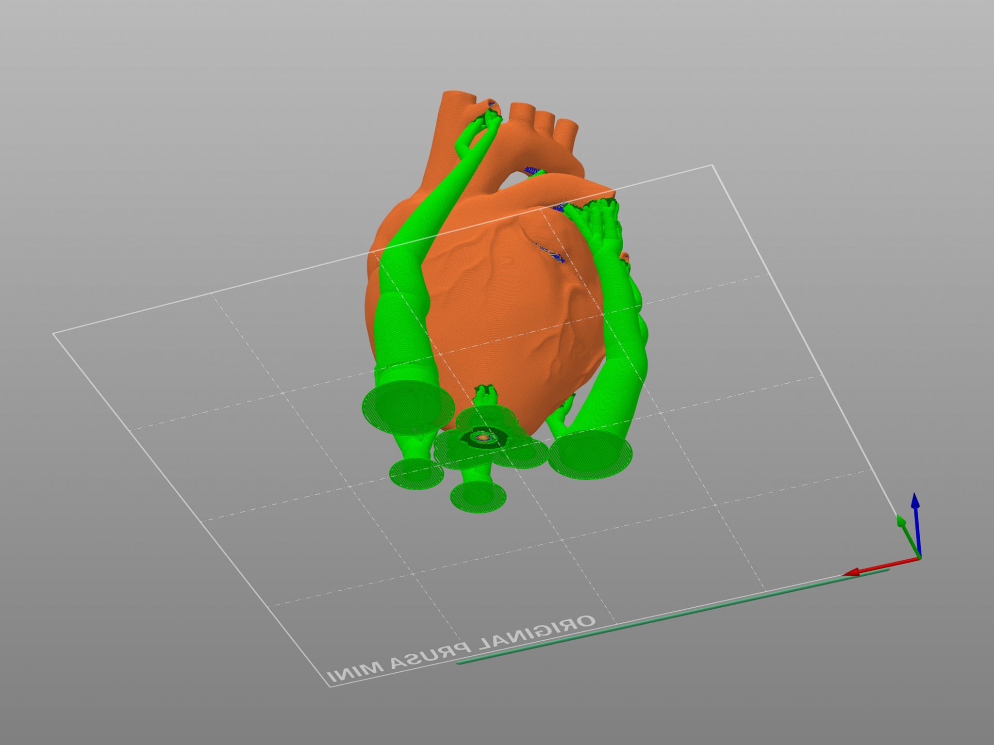 Trái tim giải phẫu 3D với cấu trúc rắn