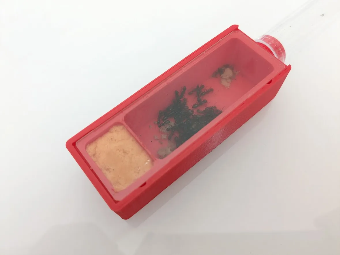 Tổ kiến cho kính hiển vi với thiết kế 3 phần