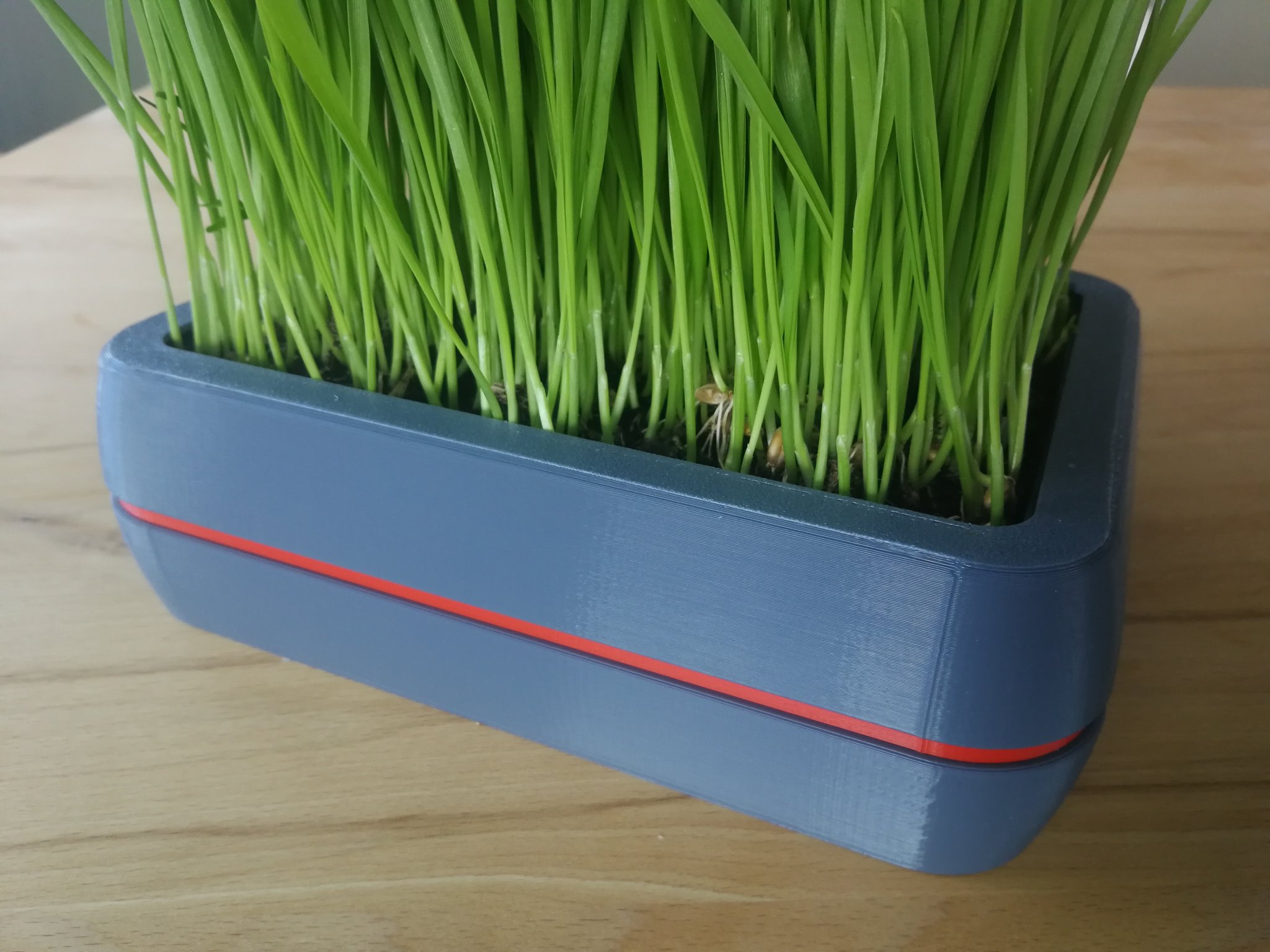 Chậu trồng cỏ cho mèo với thiết kế hình chữ nhật