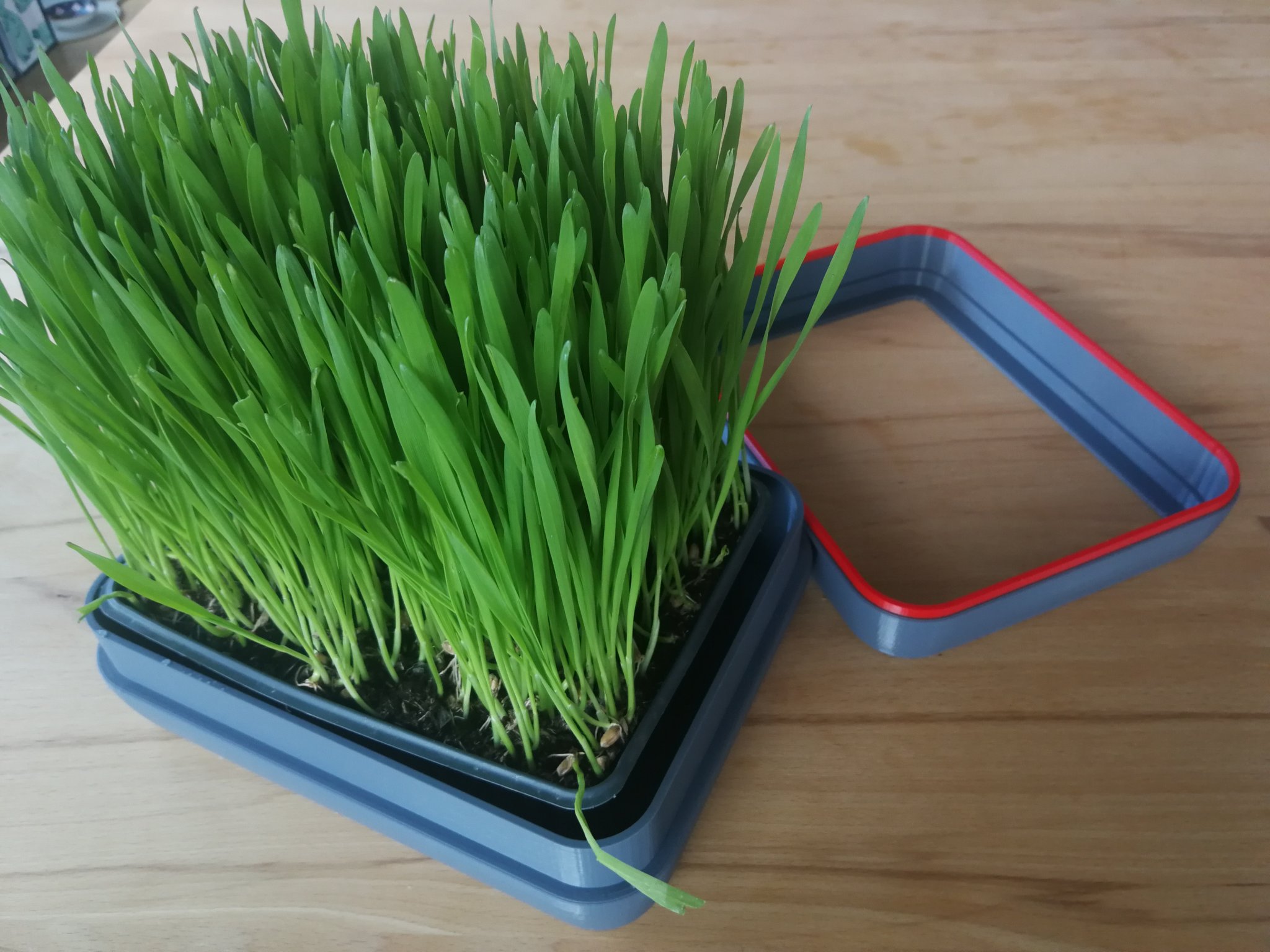 Chậu trồng cỏ cho mèo với thiết kế hình chữ nhật