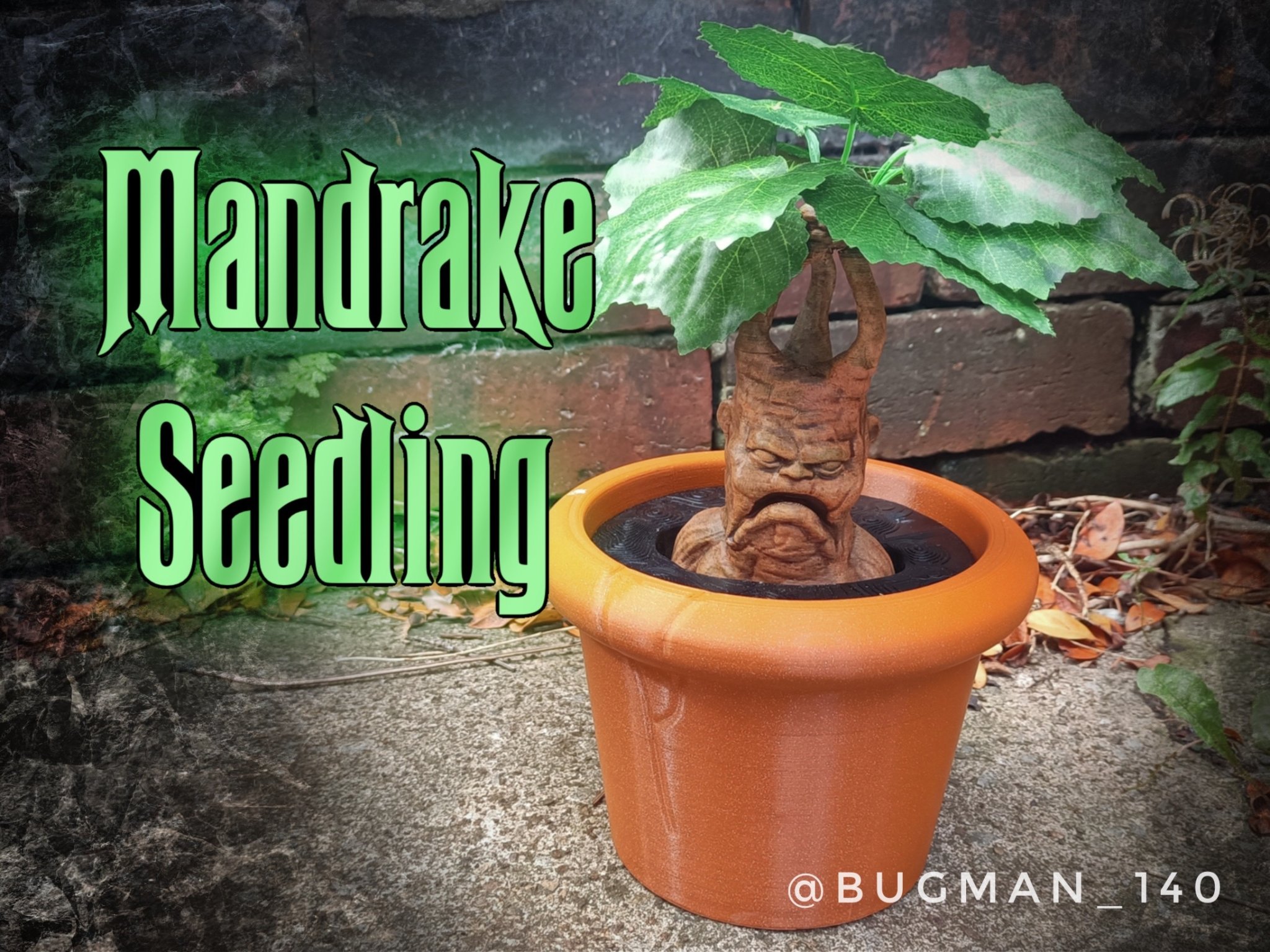 Cây giống Mandrake trong chậu cho bộ sưu tập ma thuật