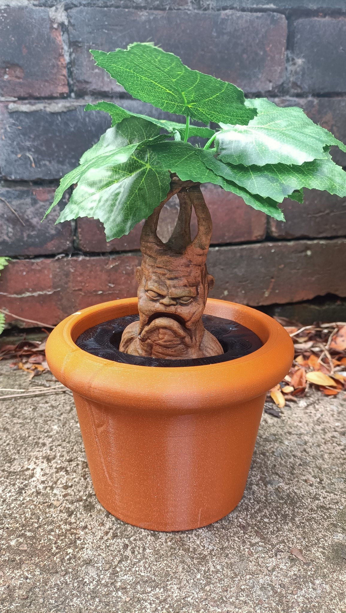 Cây giống Mandrake trong chậu cho bộ sưu tập ma thuật
