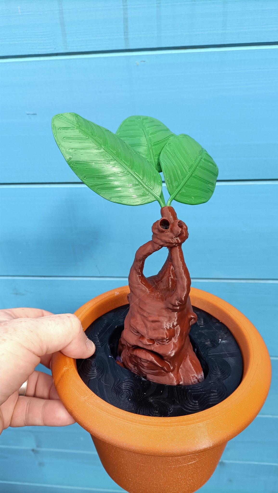 Cây giống Mandrake trong chậu cho bộ sưu tập ma thuật