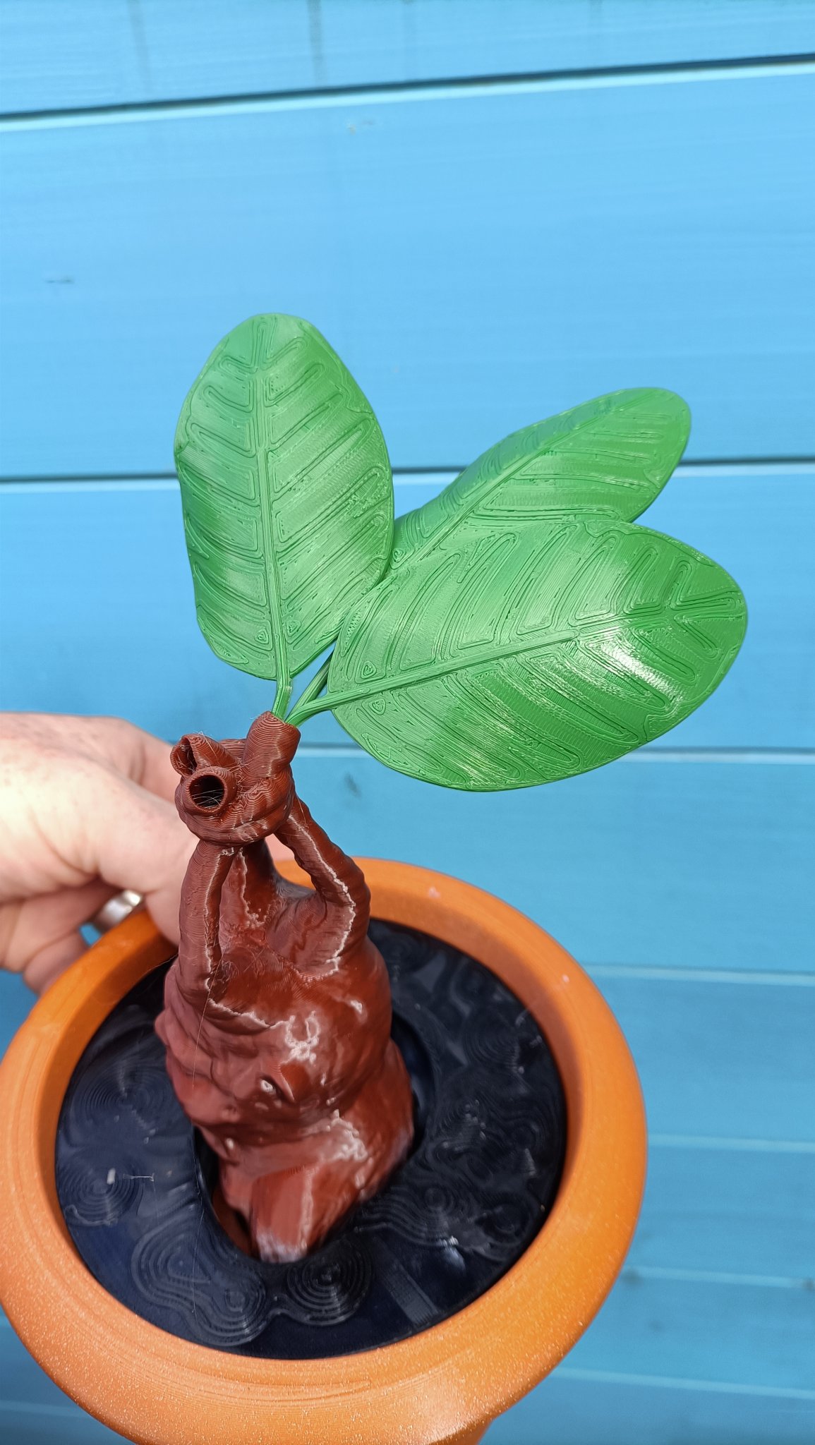 Cây giống Mandrake trong chậu cho bộ sưu tập ma thuật