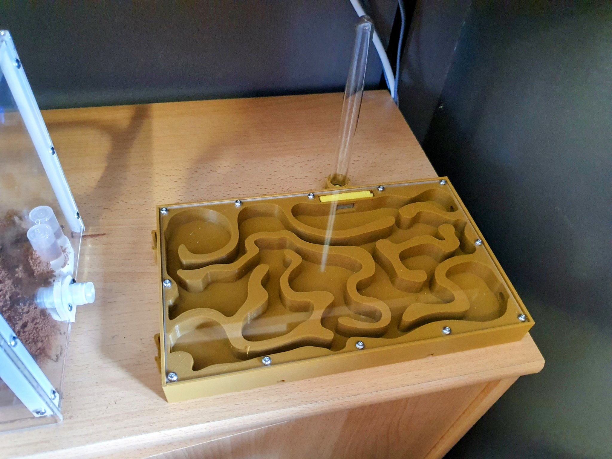 Hộp kiến hình chữ nhật XL cho đàn kiến Messor barbarus