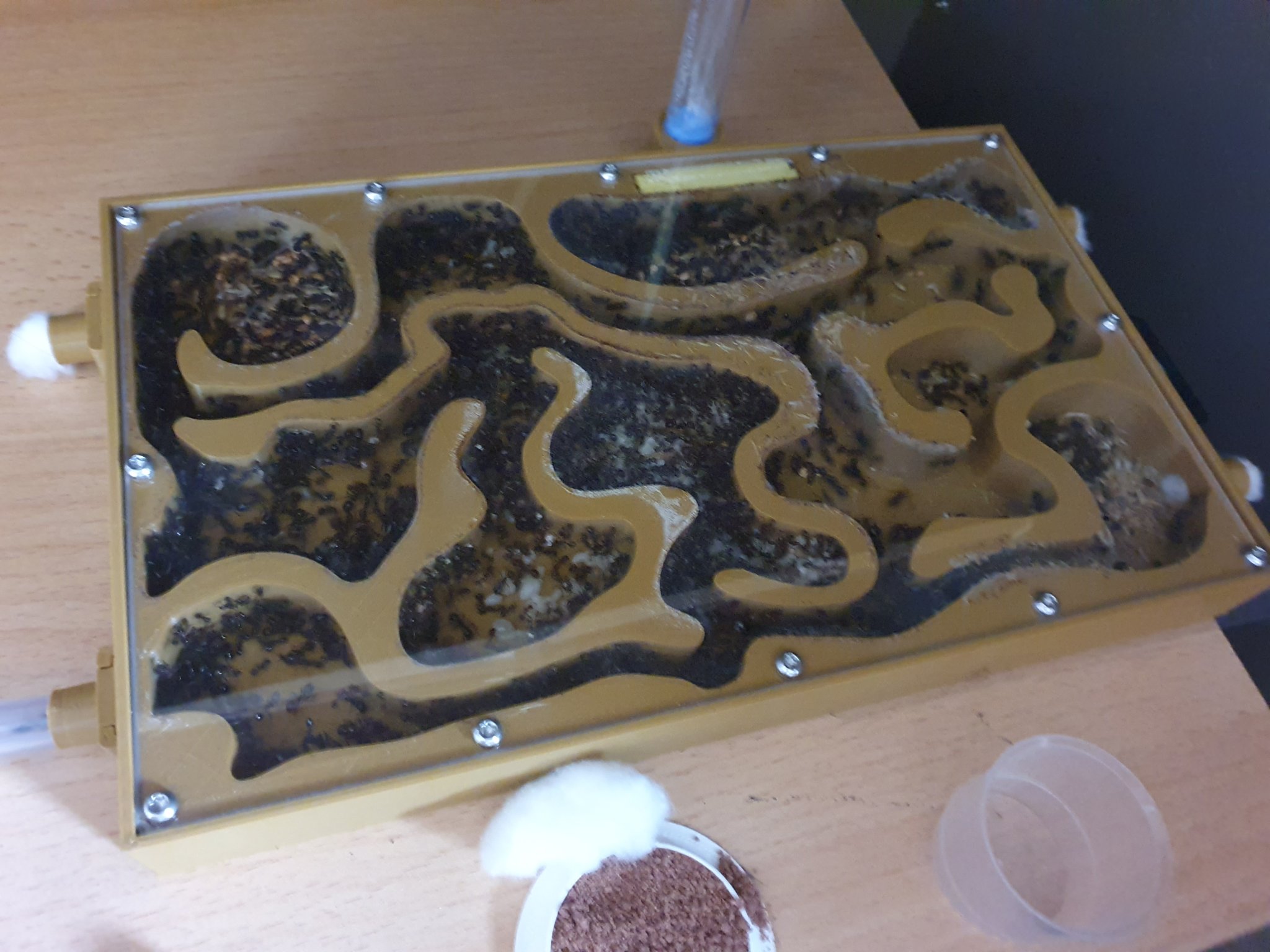 Hộp kiến hình chữ nhật XL cho đàn kiến Messor barbarus