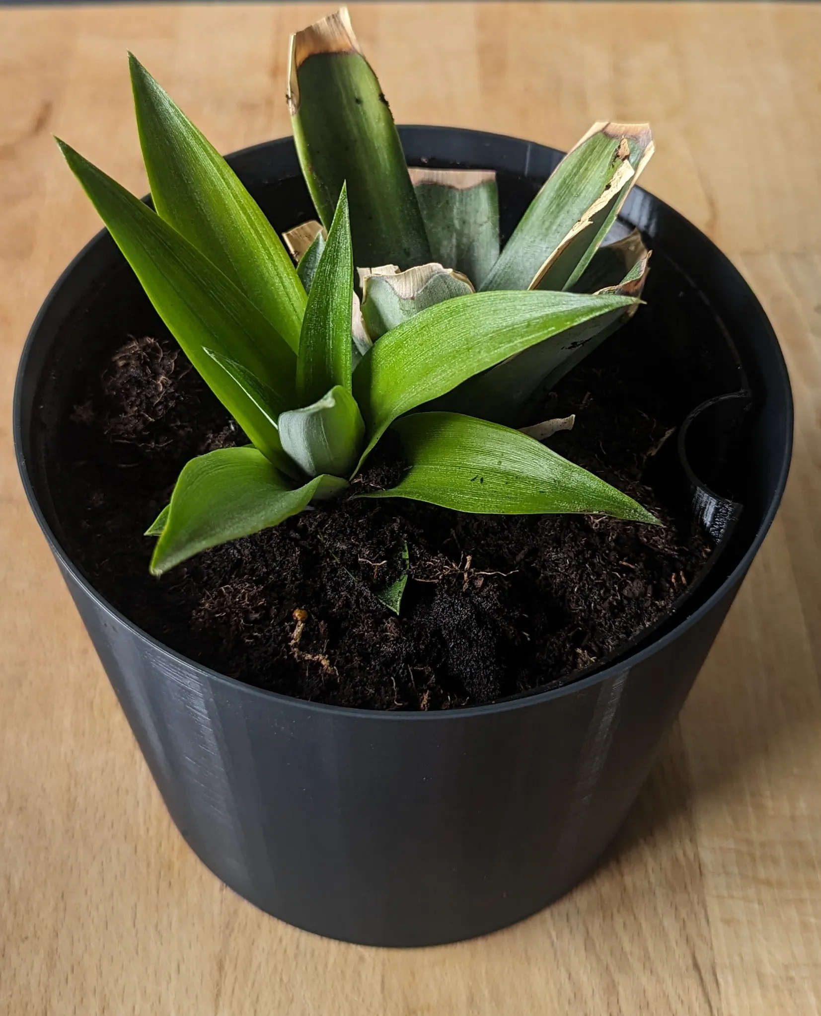 Chậu cây tròn đơn giản cho không gian sống