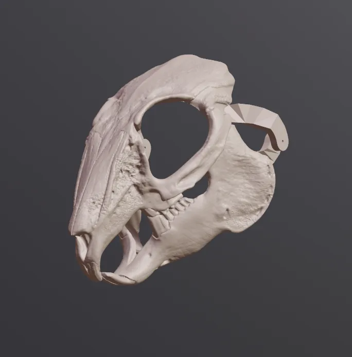 Mặt nạ sọ thỏ phong cách RISD Nature Lab