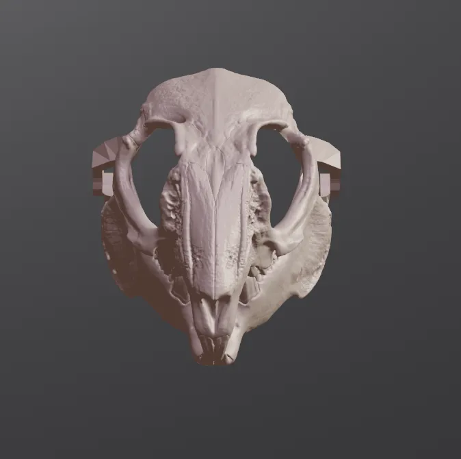 Mặt nạ sọ thỏ phong cách RISD Nature Lab