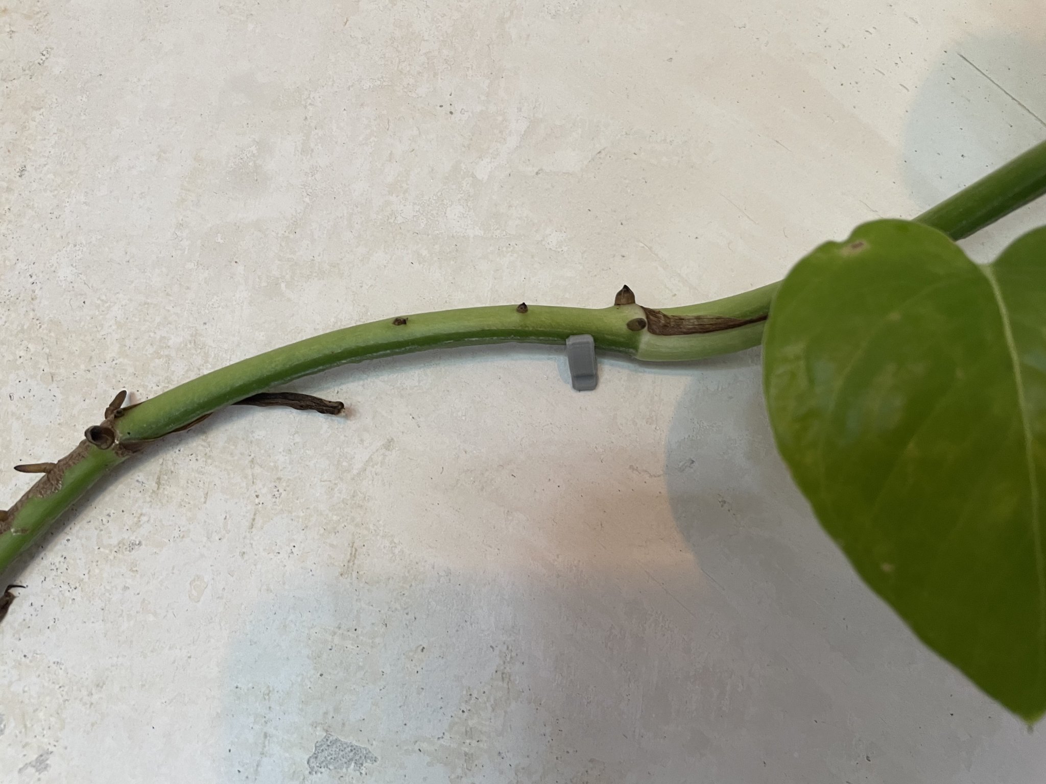 Kẹp treo cây nhỏ cho tường