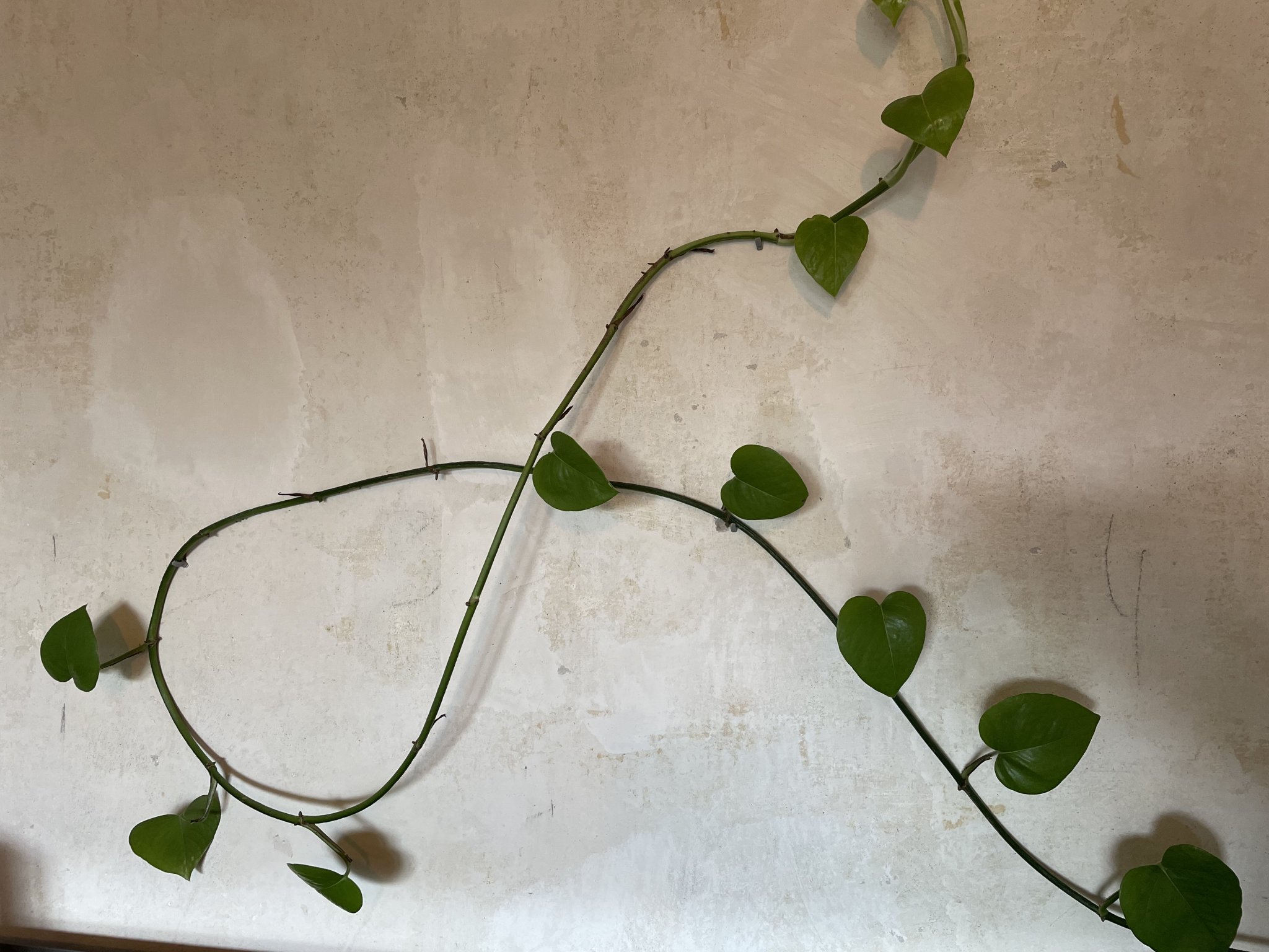 Kẹp treo cây nhỏ cho tường