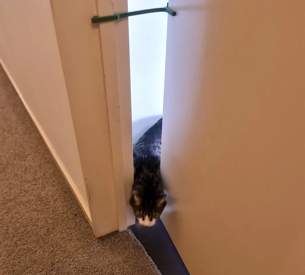 Cái chặn cửa giữ cửa mở một khe cho mèo di chuyển